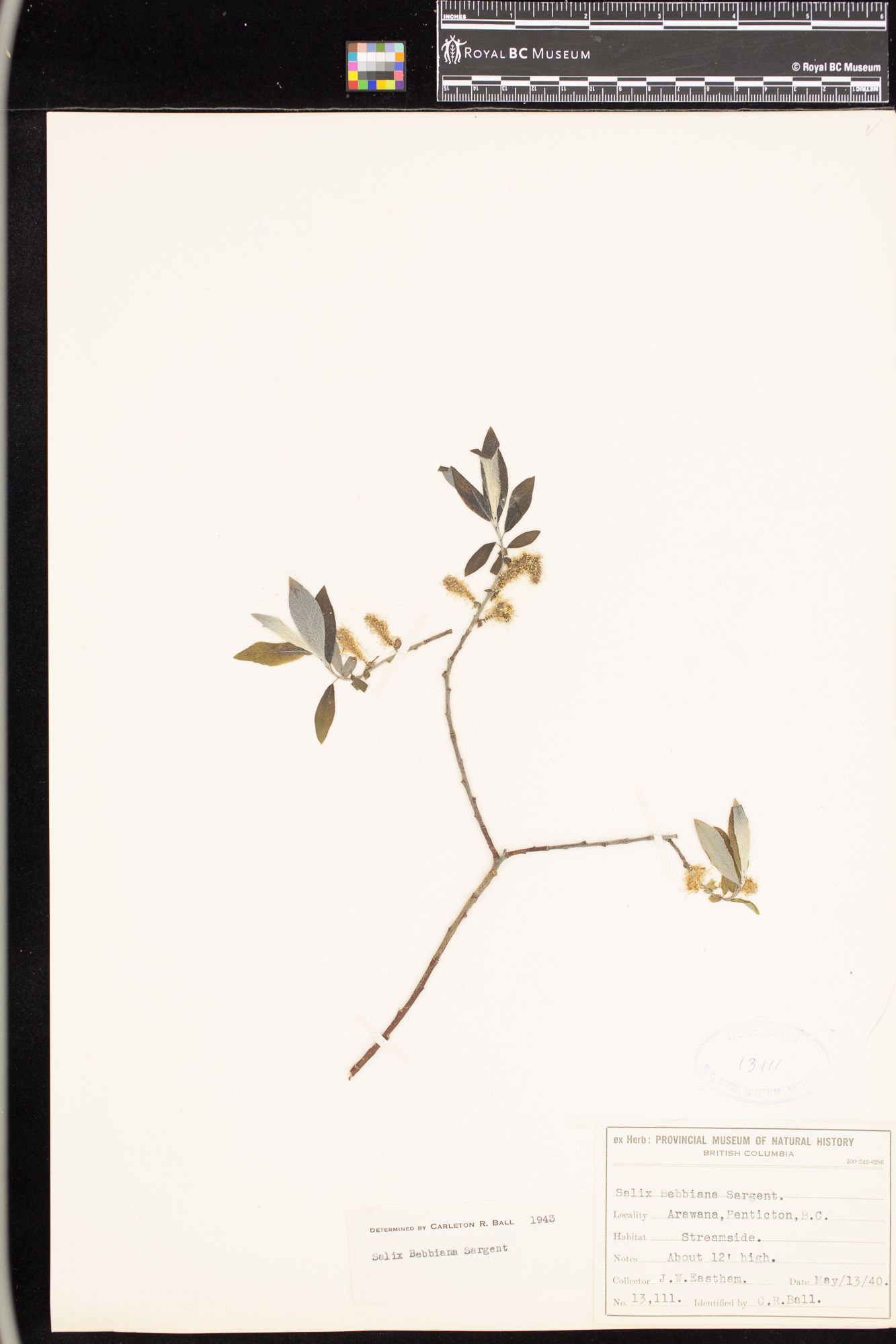 Image representing Salix bebbiana.