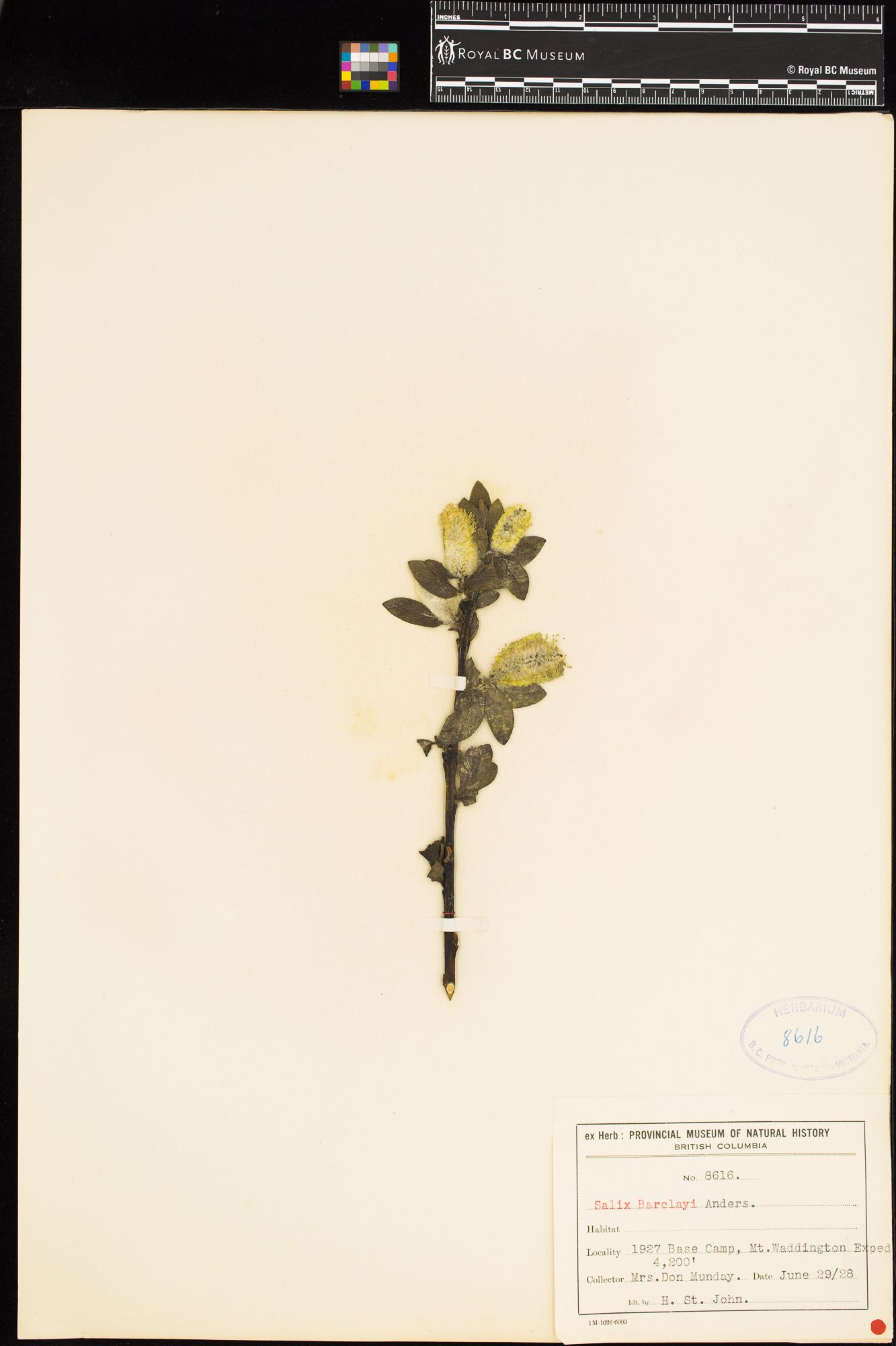 Image representing Salix barclayi.