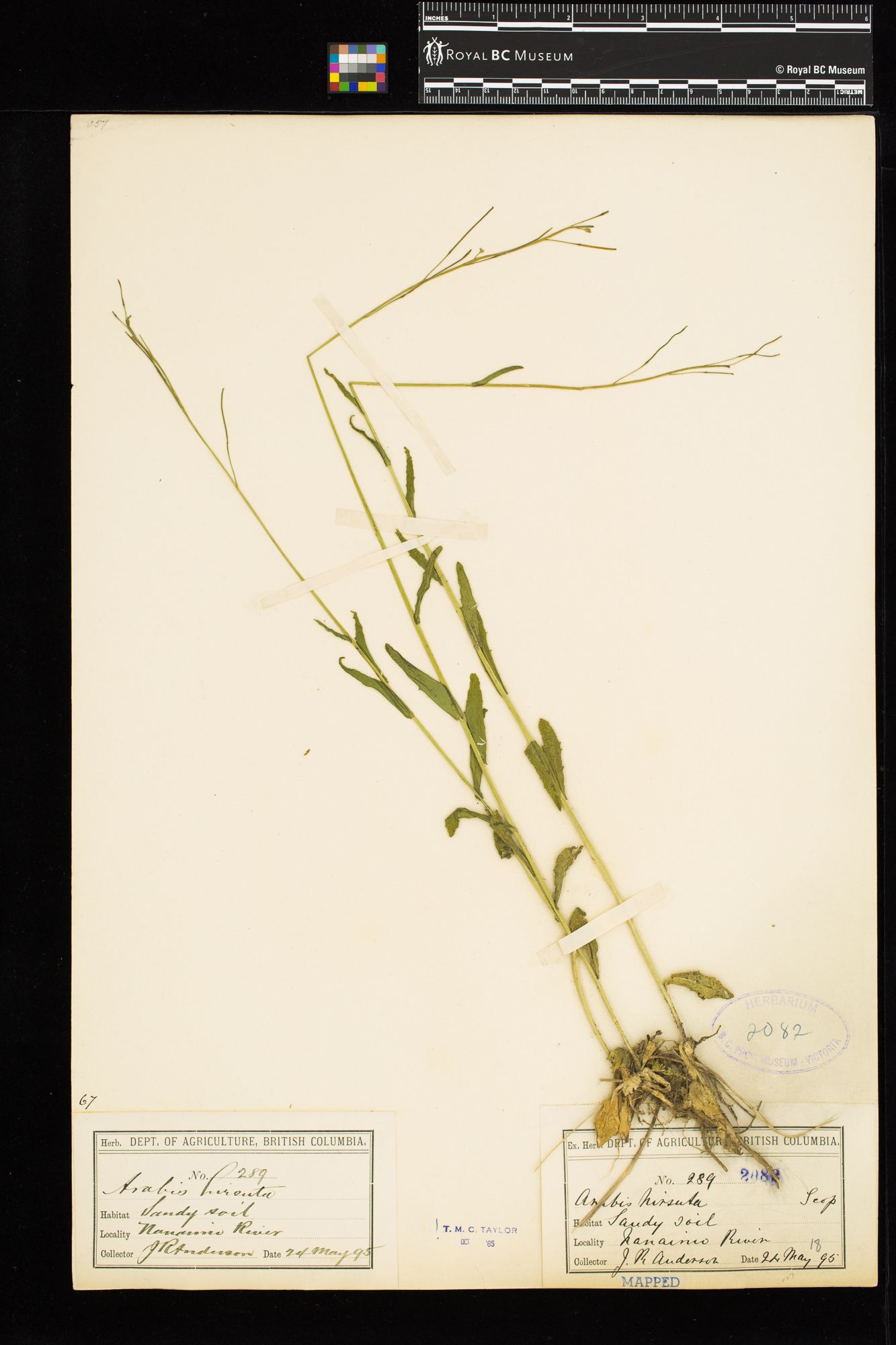 Image representing Arabis hirsuta.