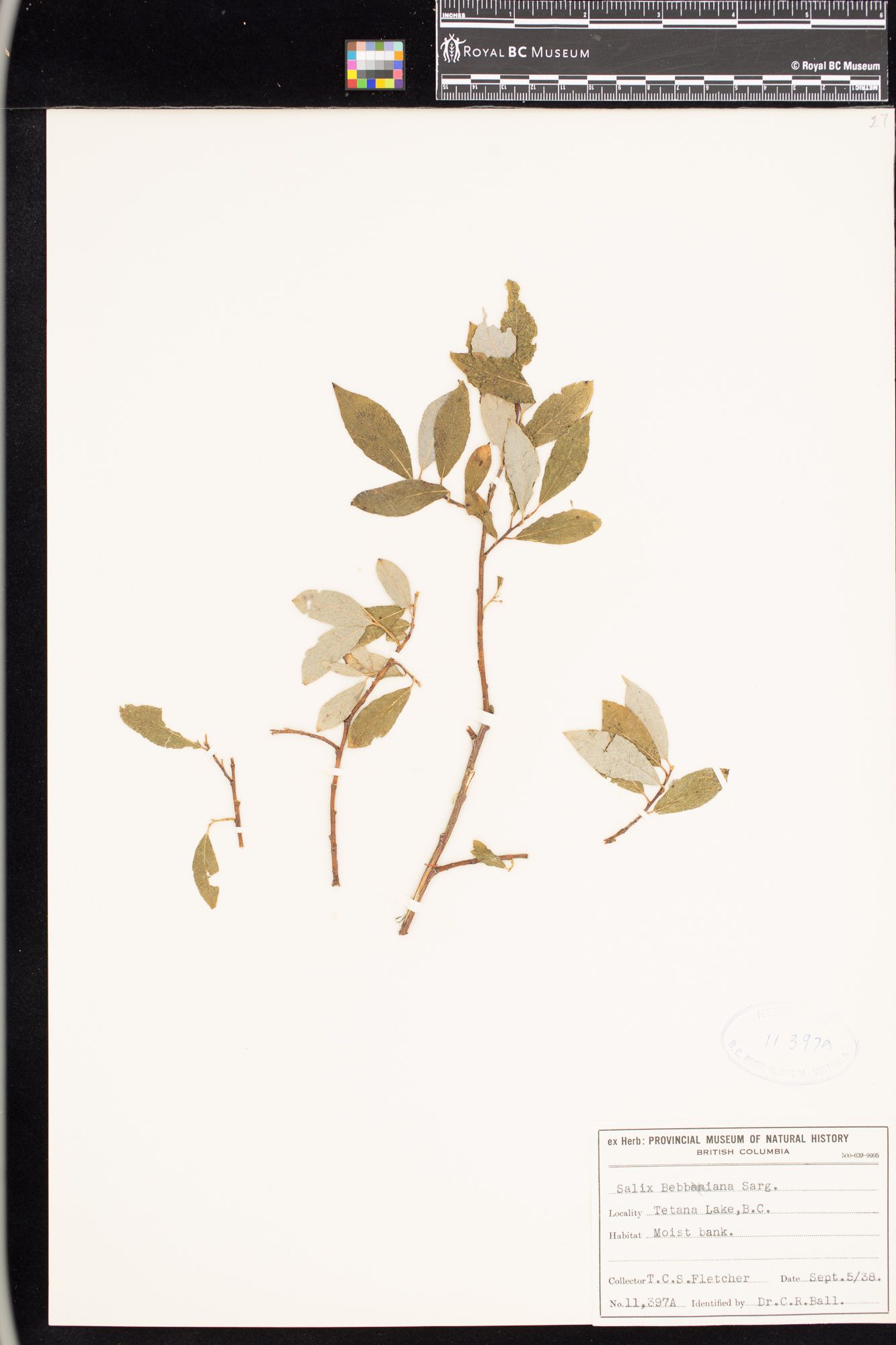 Image representing Salix bebbiana.