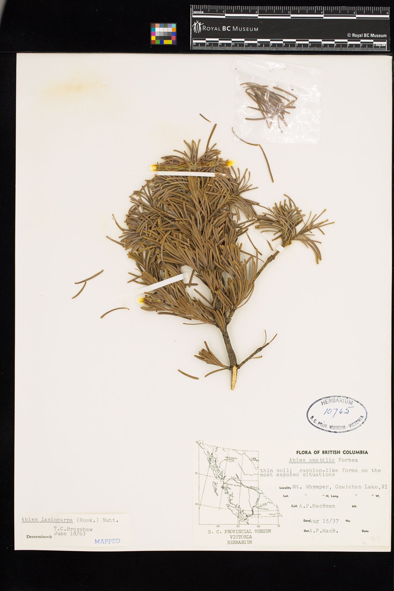 Image representing Abies lasiocarpa.