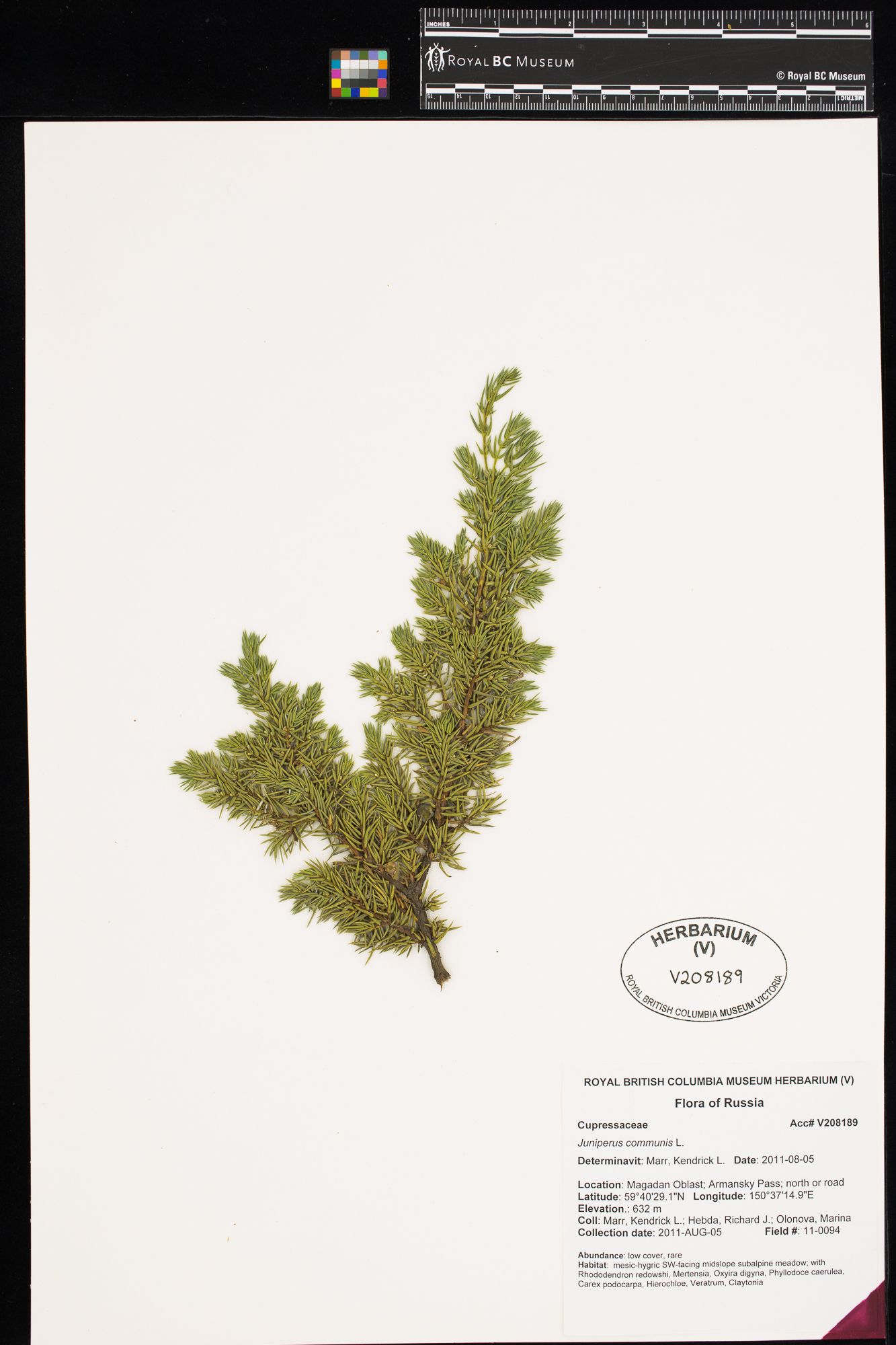 Image représentant Juniperus communis