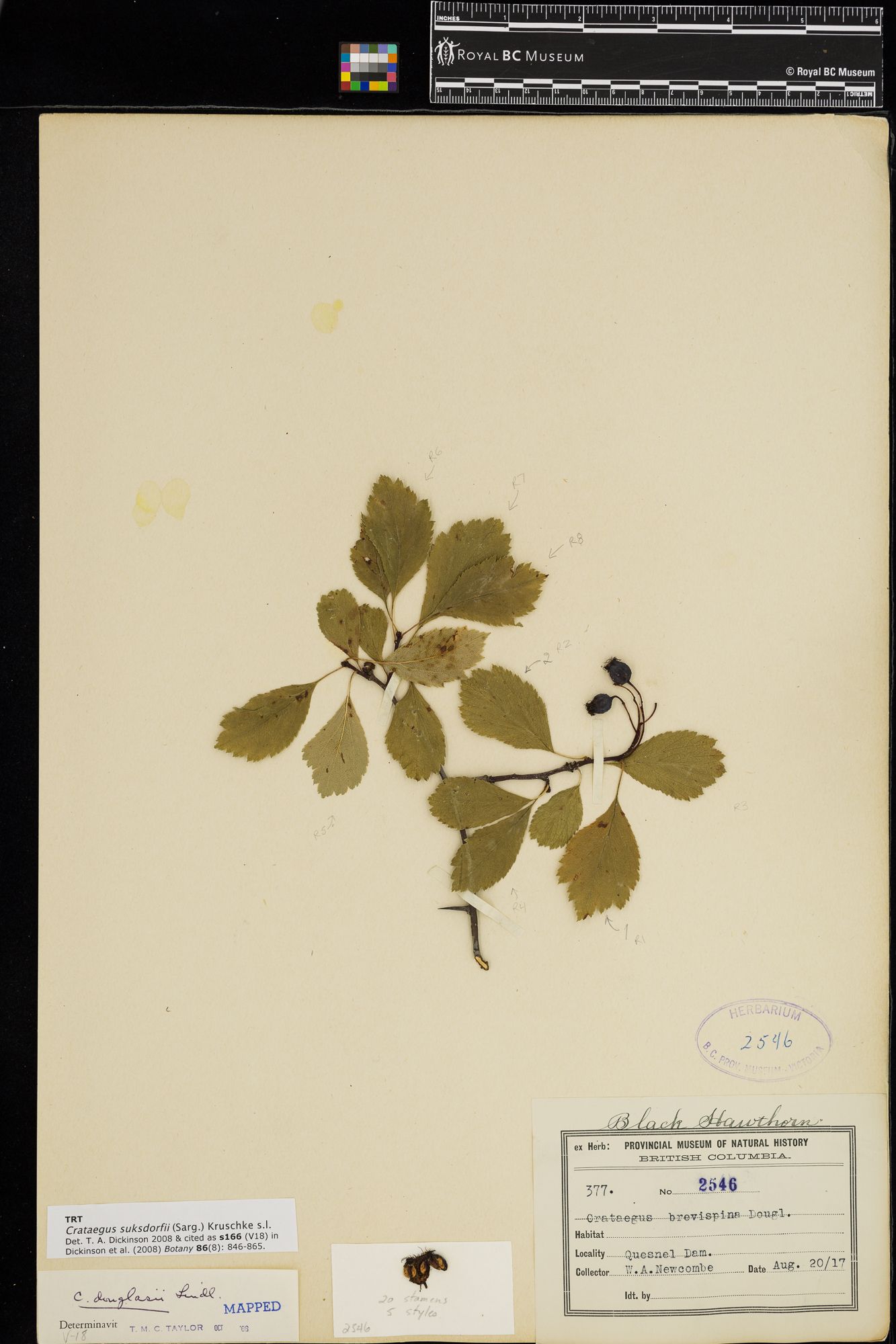 Image representing Crataegus suksdorfii.