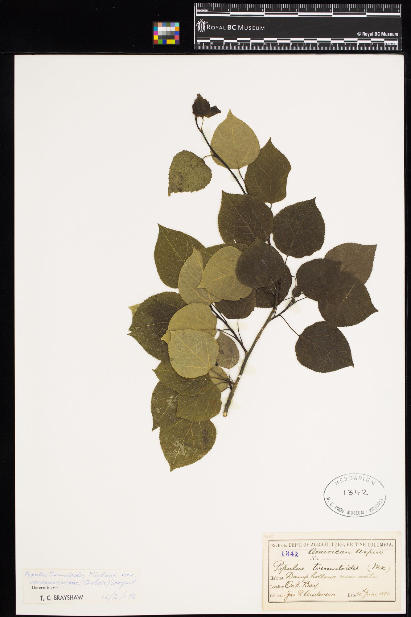 Image représentant Populus tremuloides var. vancouveriana