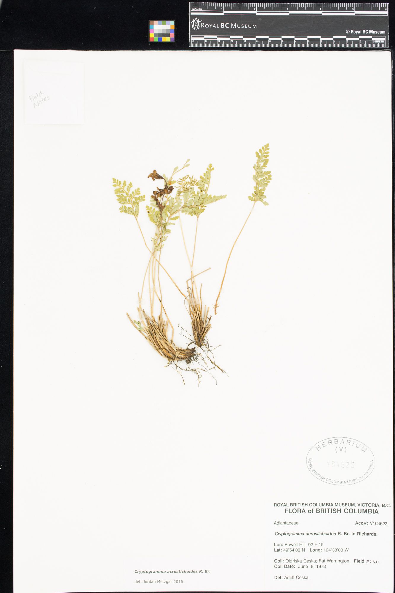 Image representing Cryptogramma acrostichoides.