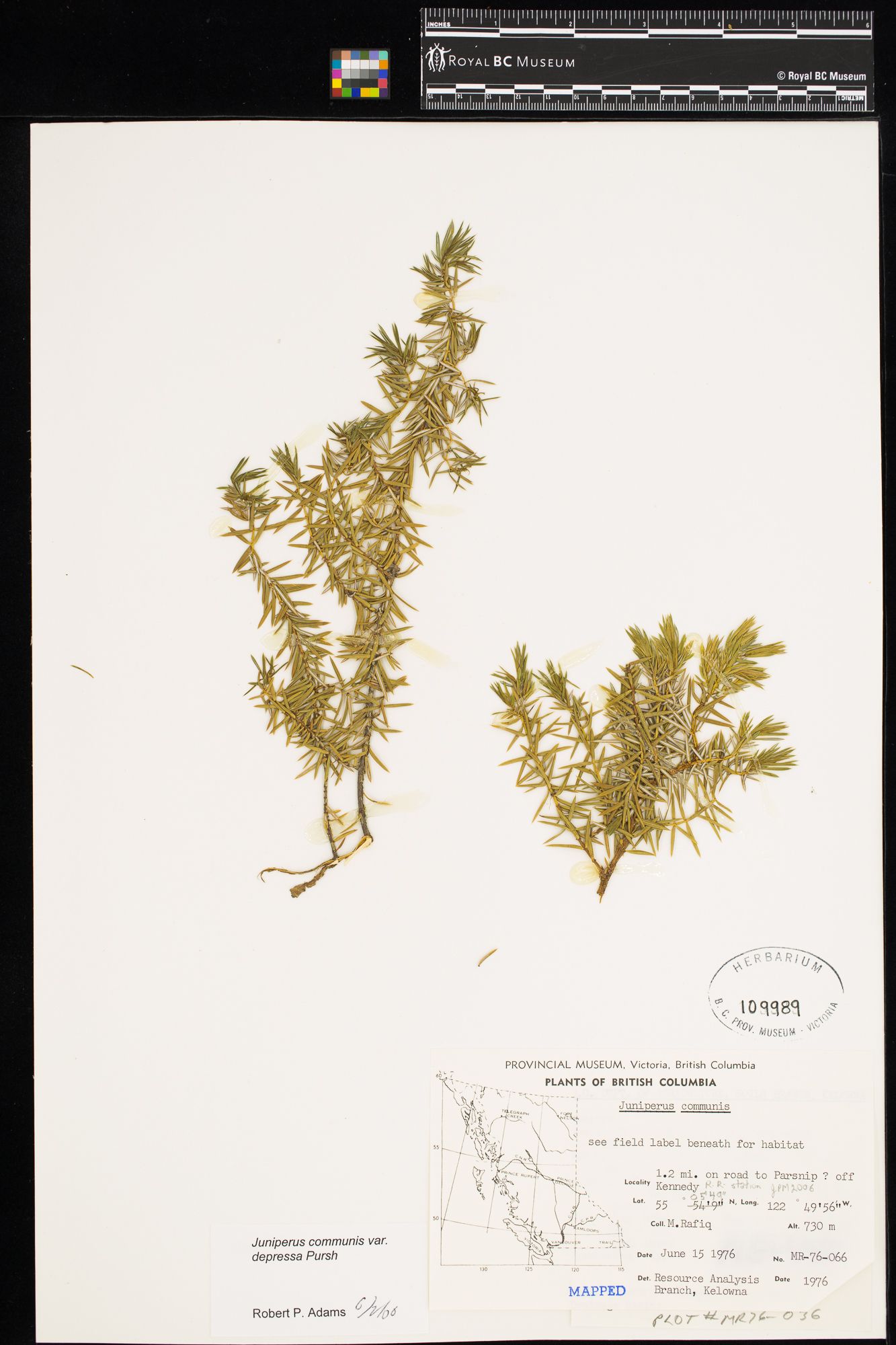 Image representing Juniperus communis var. depressa.