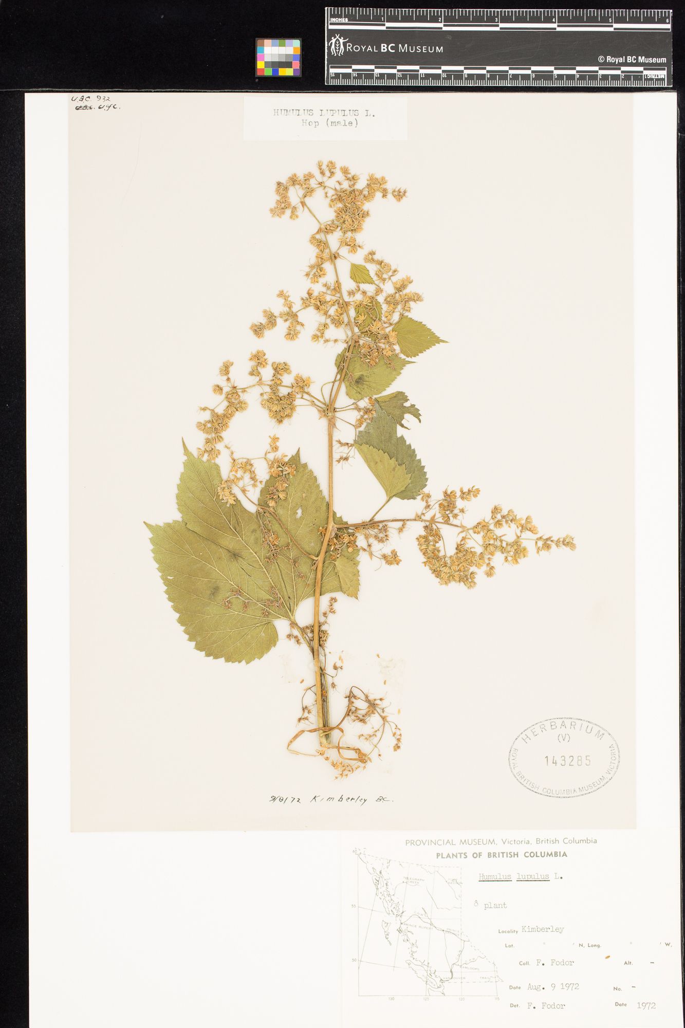 Image représentant Humulus lupulus