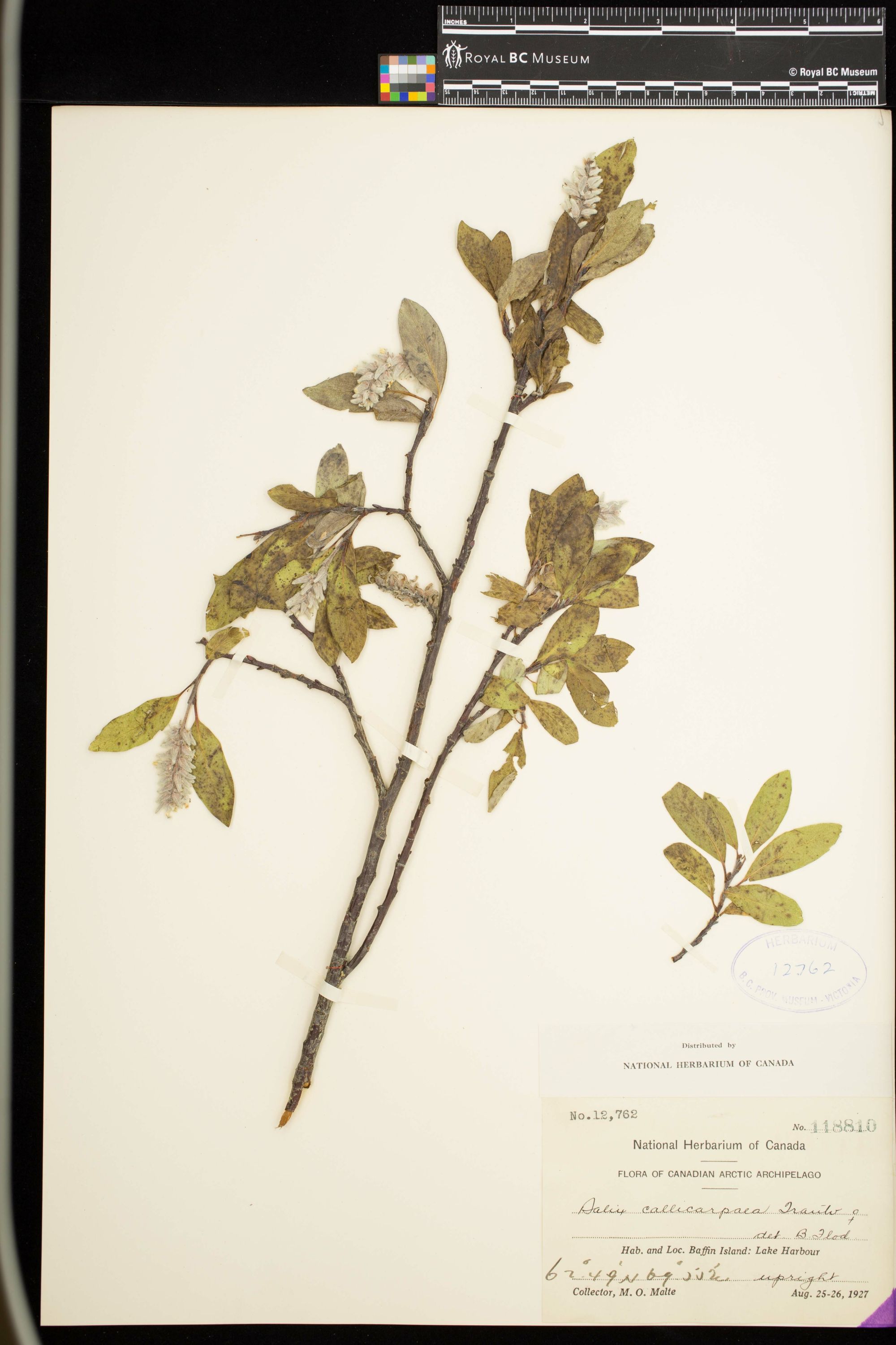 Image representing Salix callicarpaea.