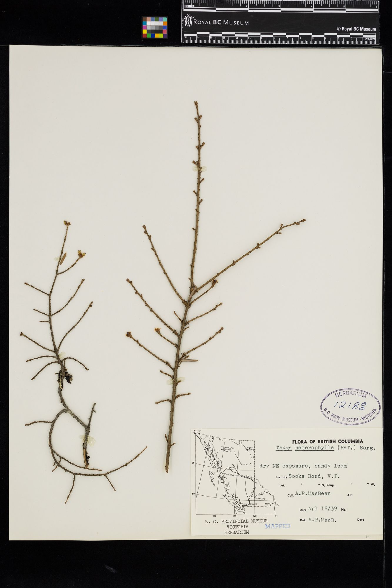 Image representing Tsuga heterophylla.