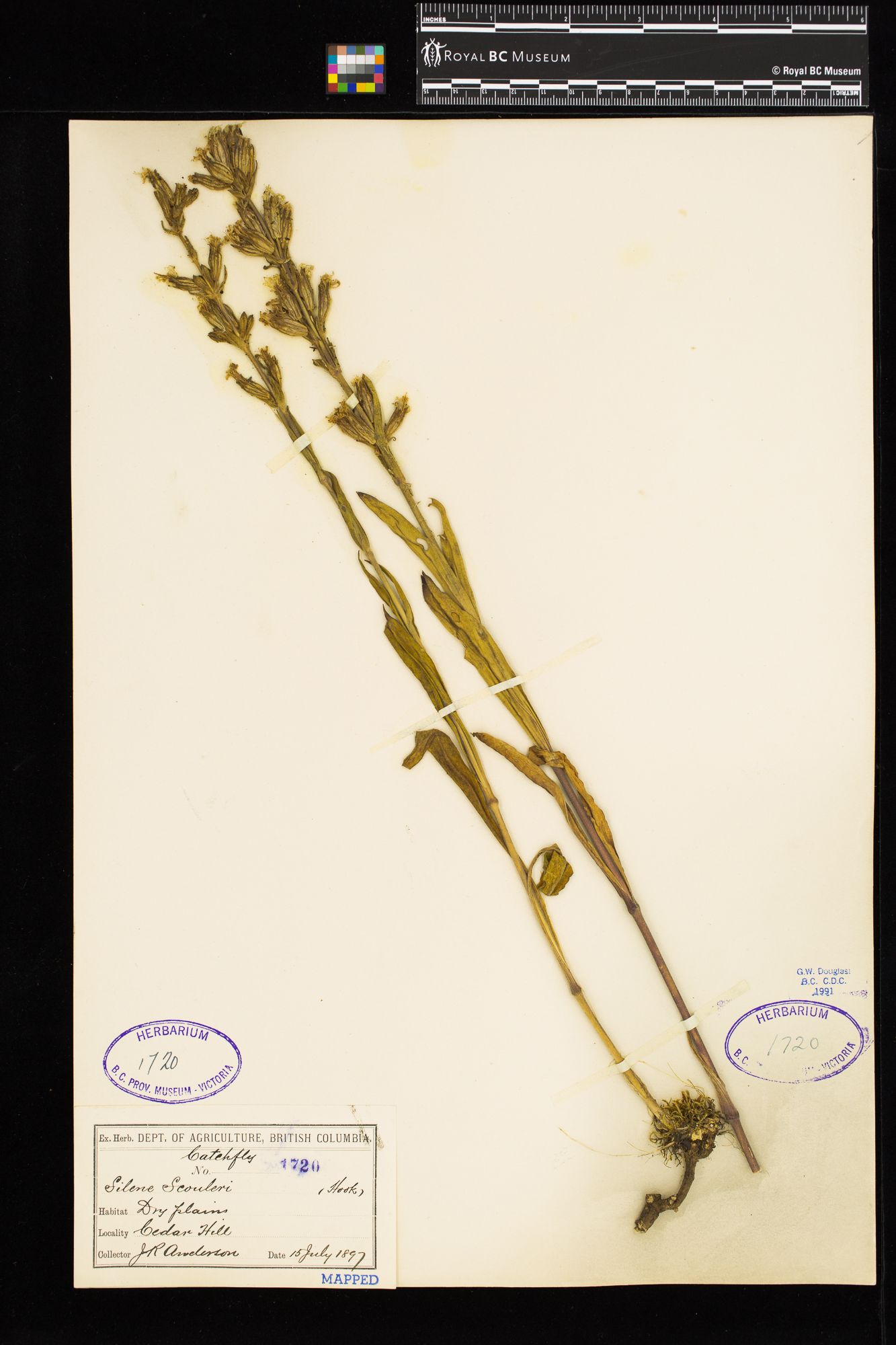 Image représentant Silene scouleri