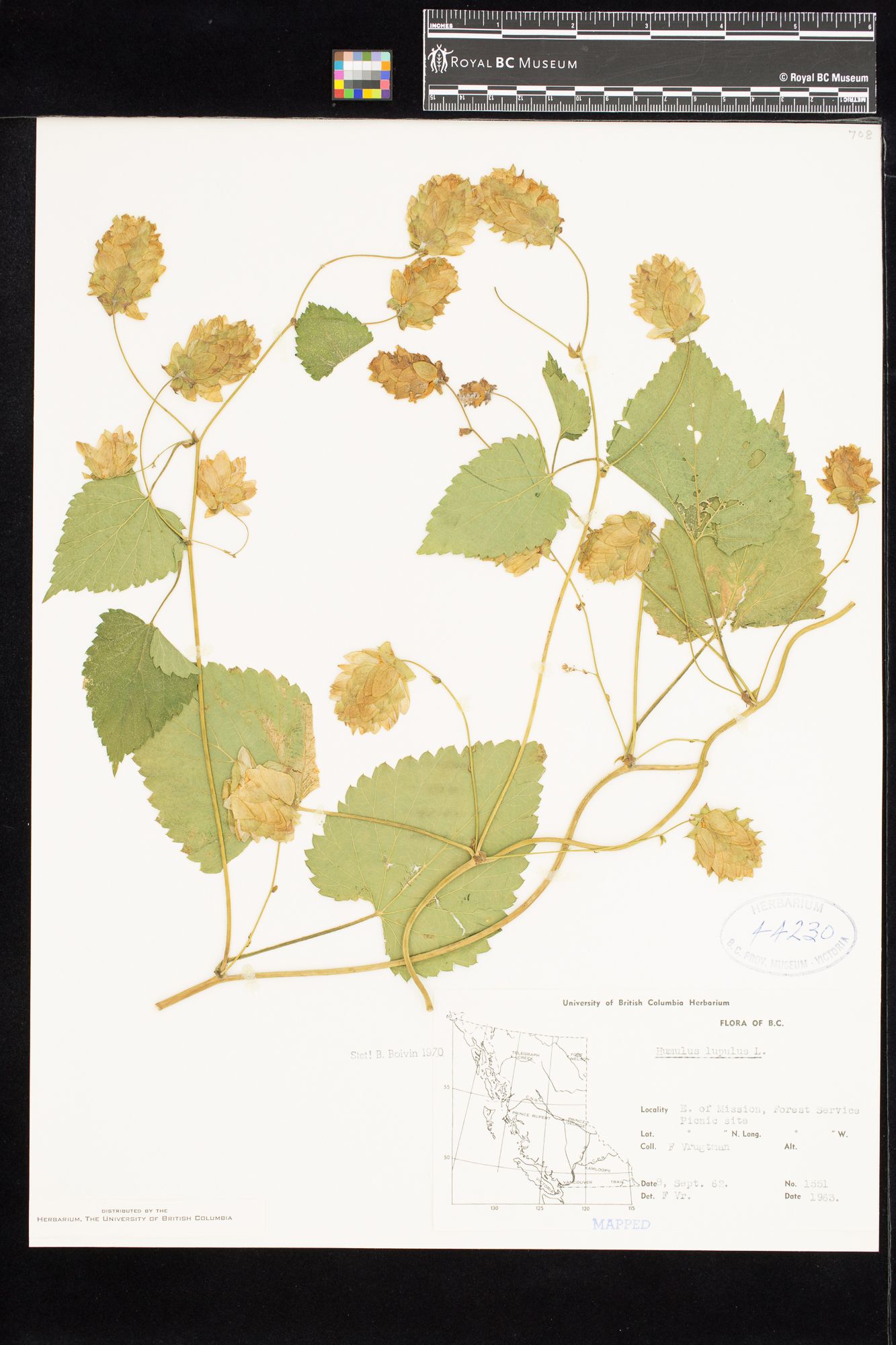 Image représentant Humulus lupulus