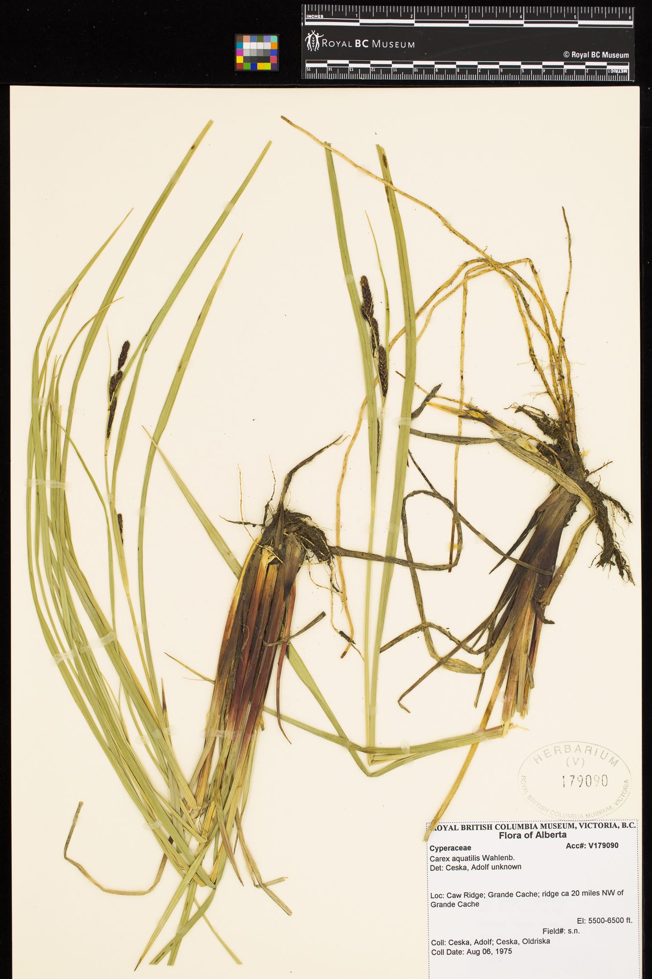 Image representing Carex aquatilis.