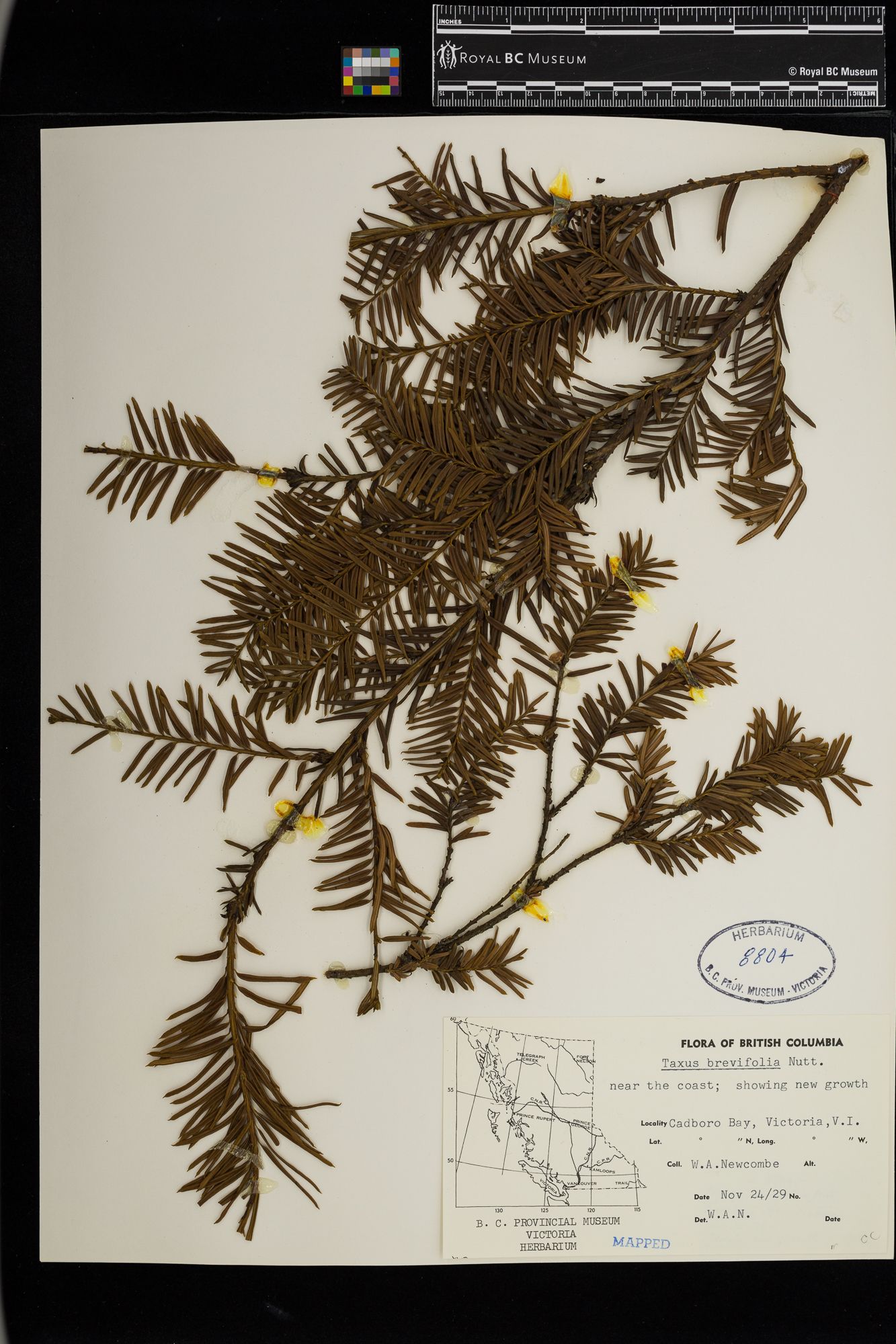Image representing Taxus brevifolia.