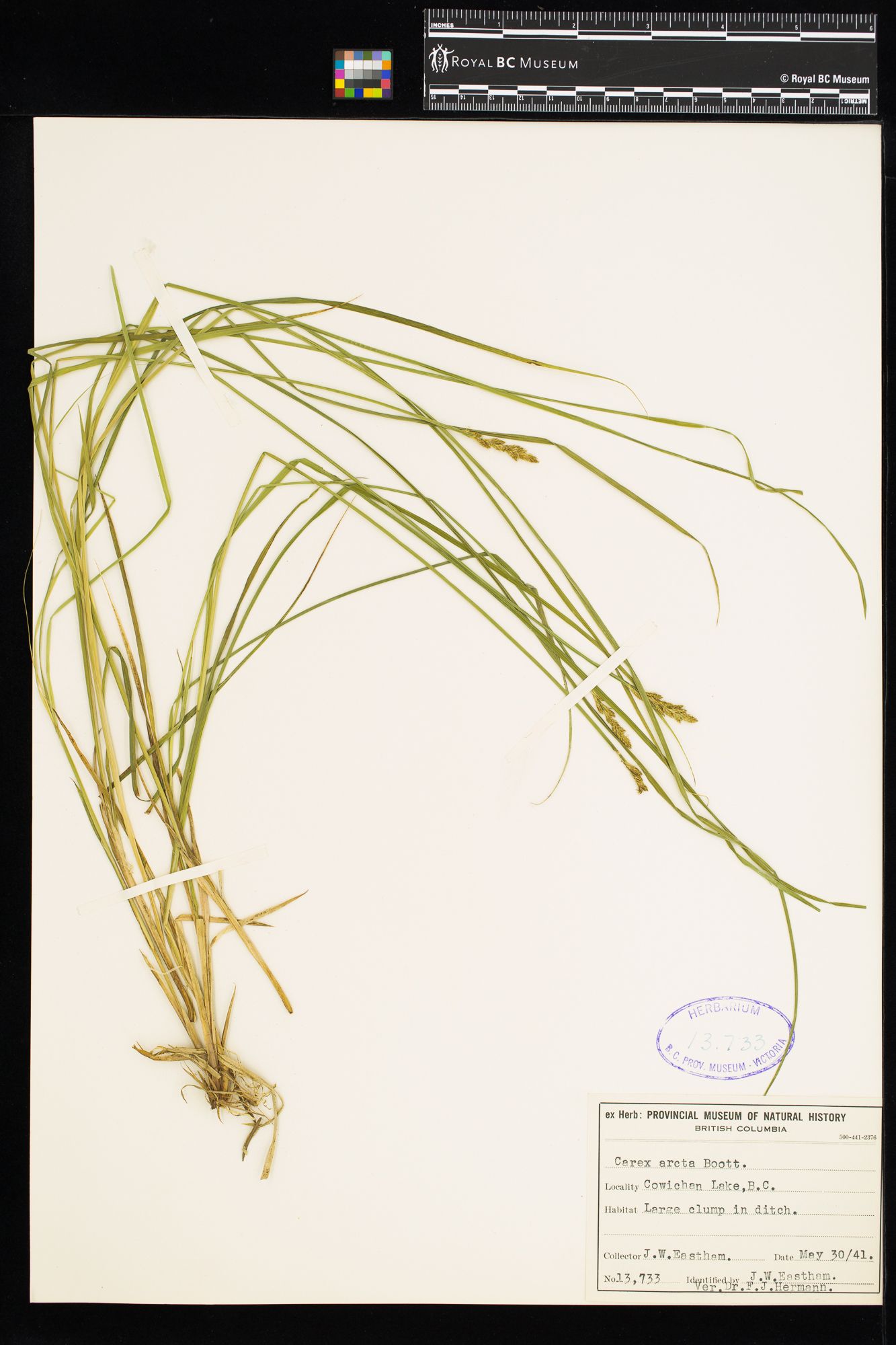 Image representing Carex arcta.
