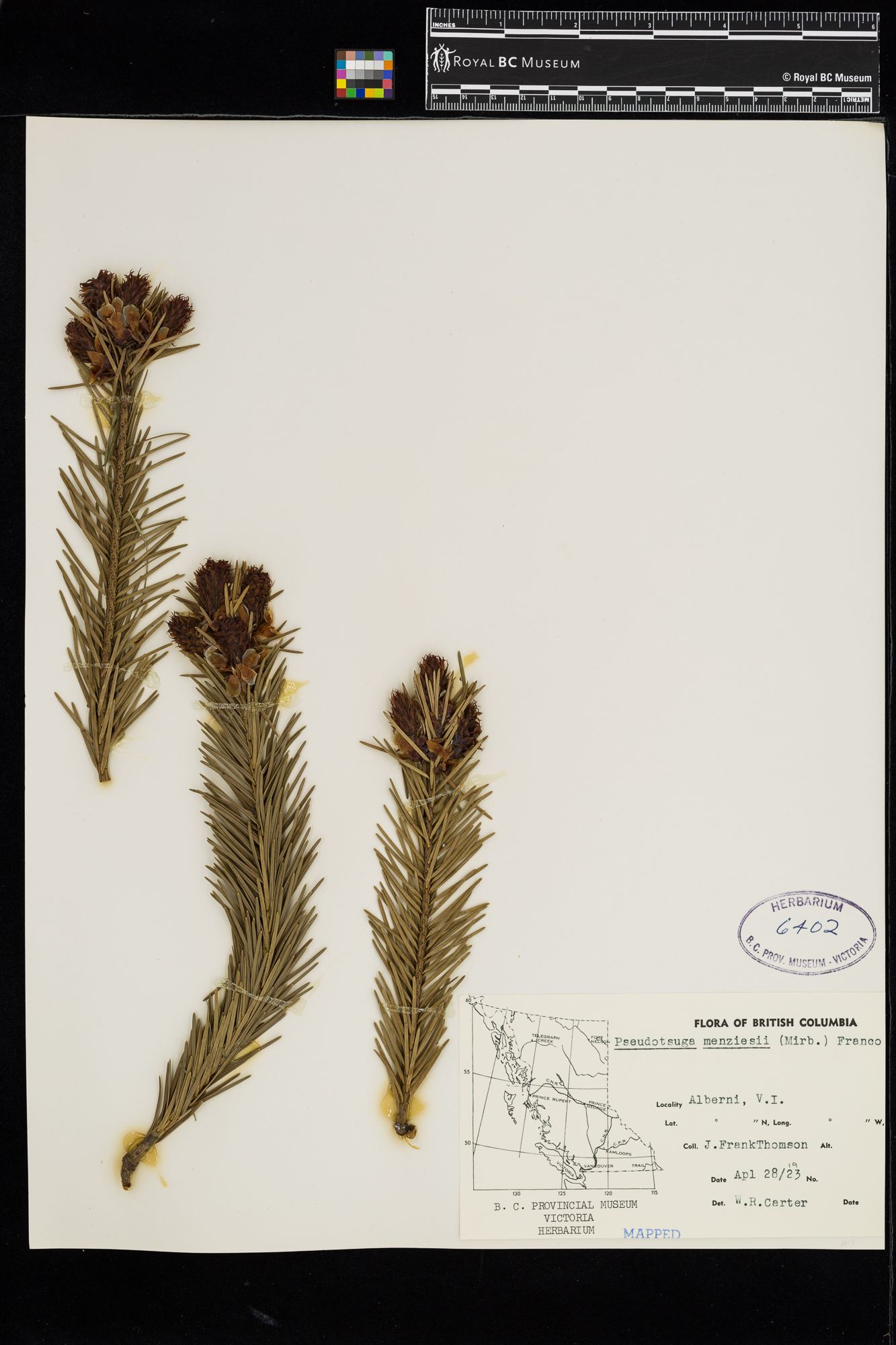 Image representing Pseudotsuga menziesii.