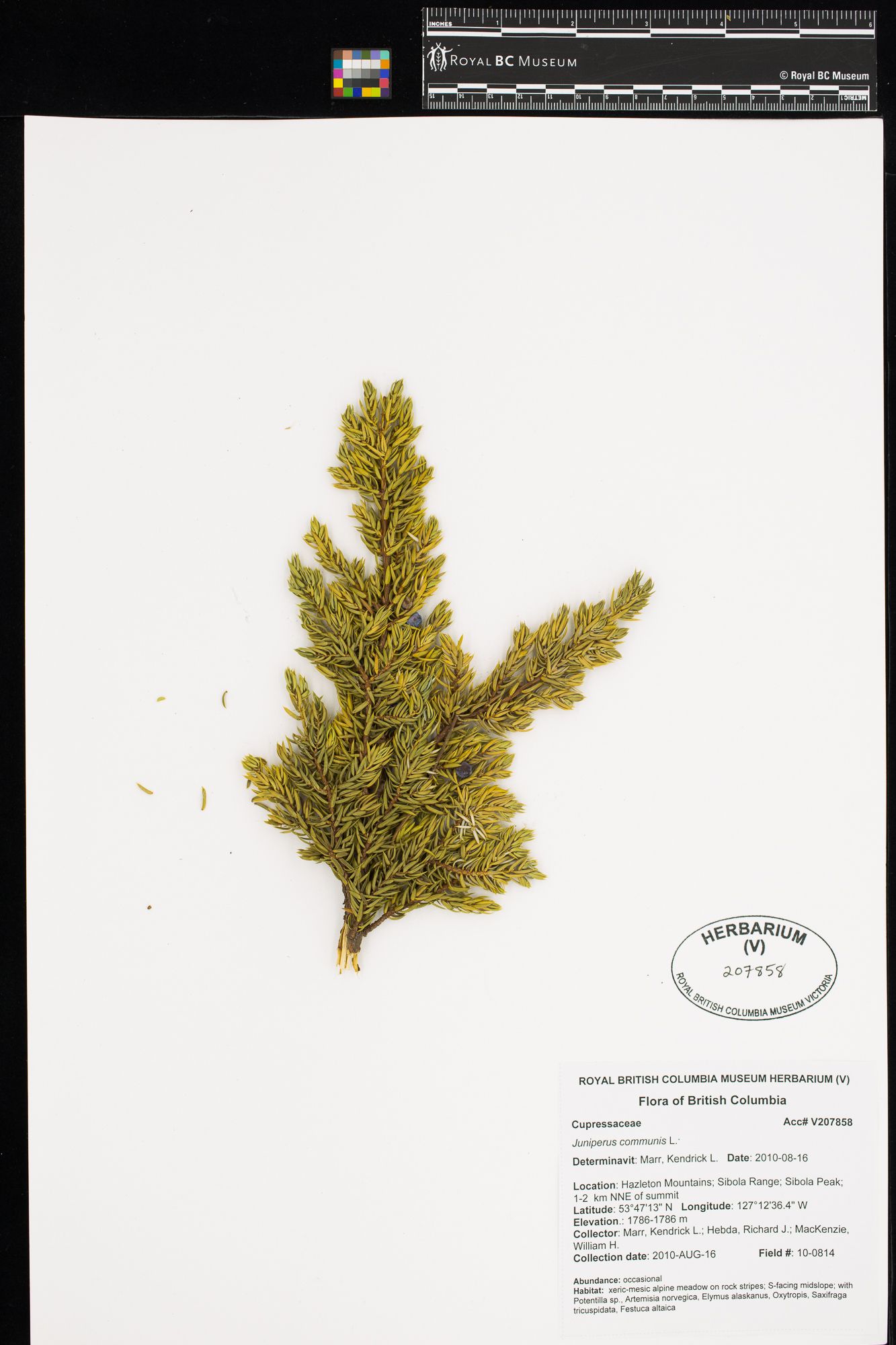 Image représentant Juniperus communis