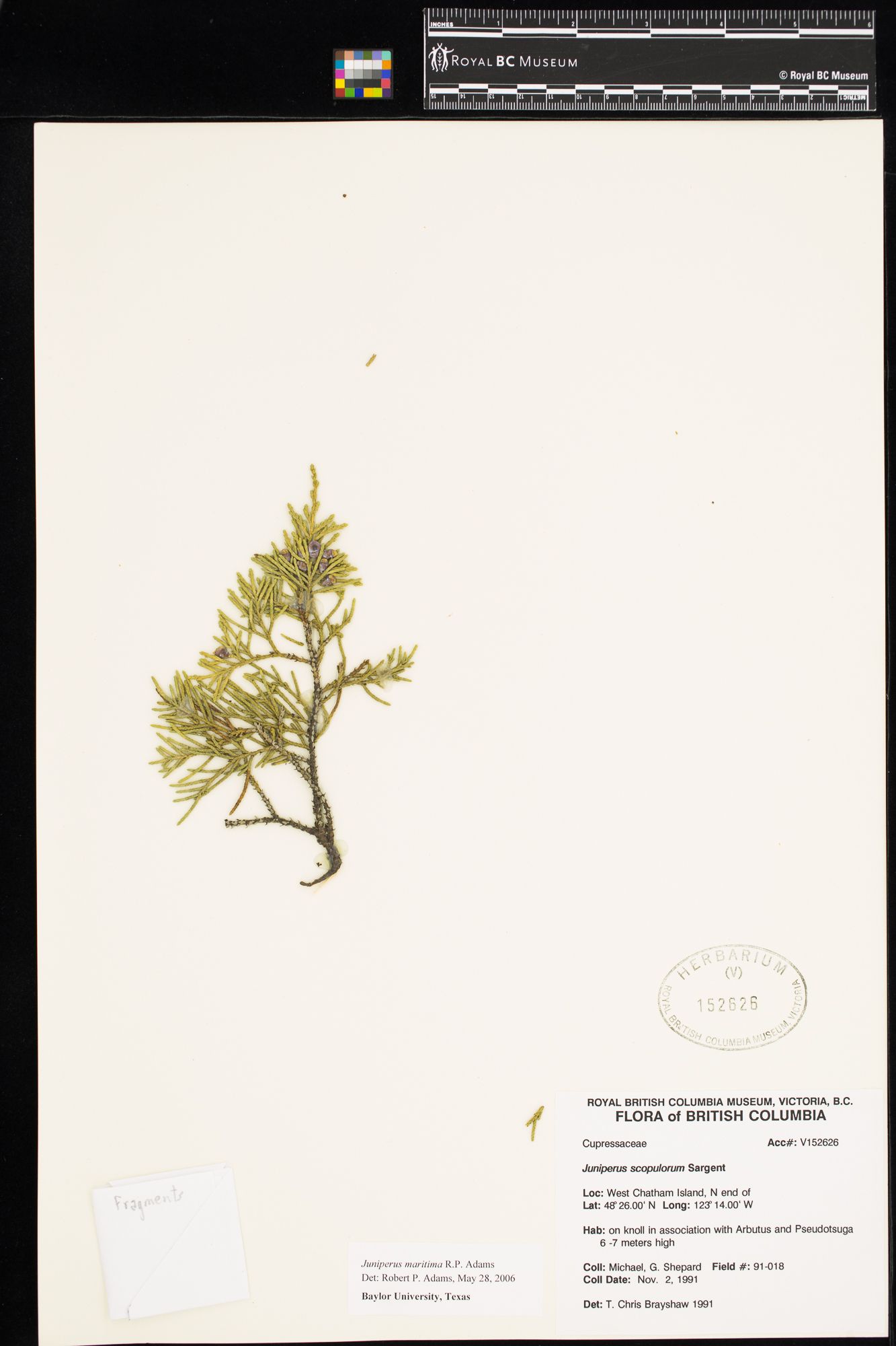 Image representing Juniperus scopulorum.