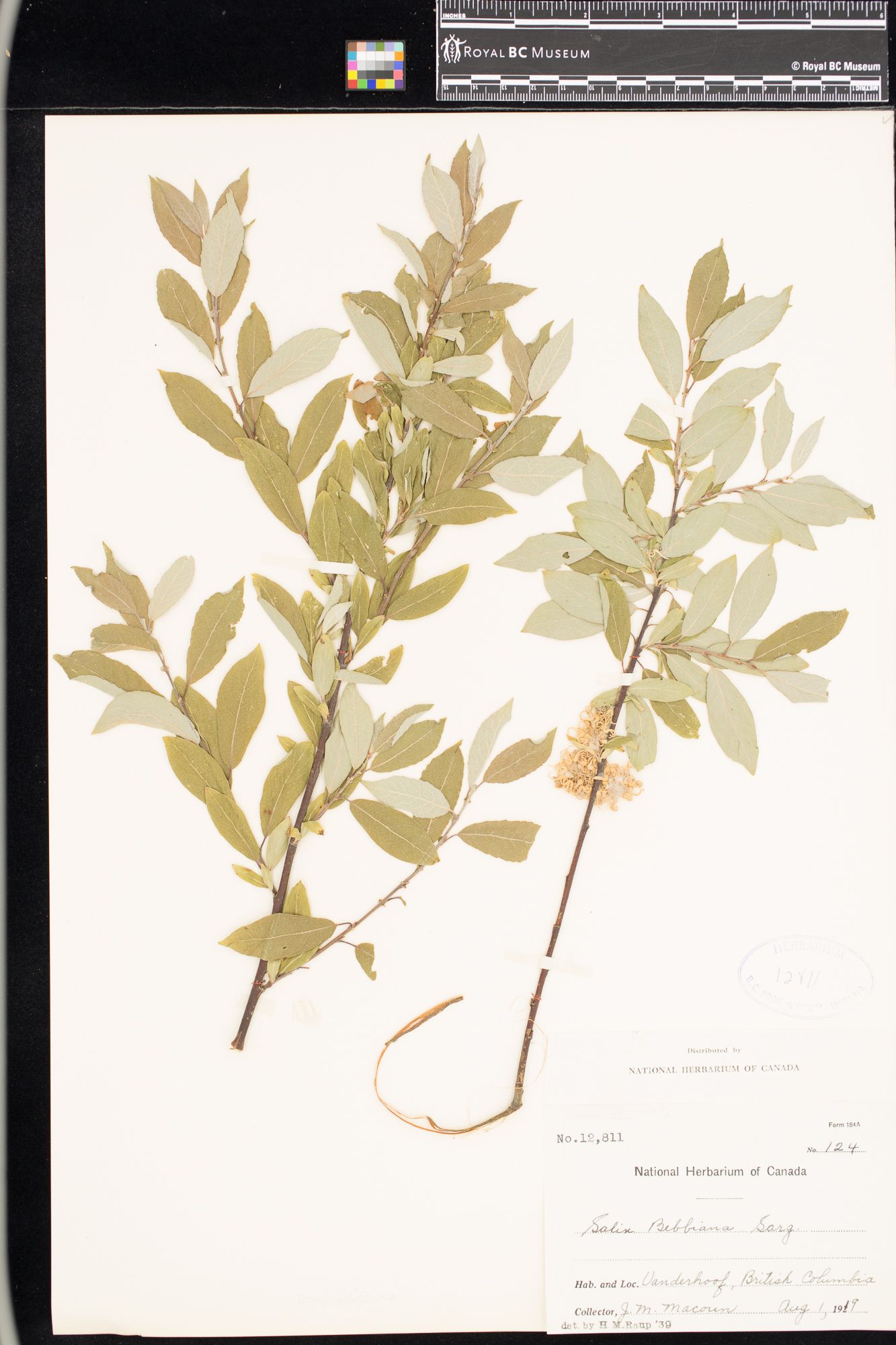 Image representing Salix bebbiana.