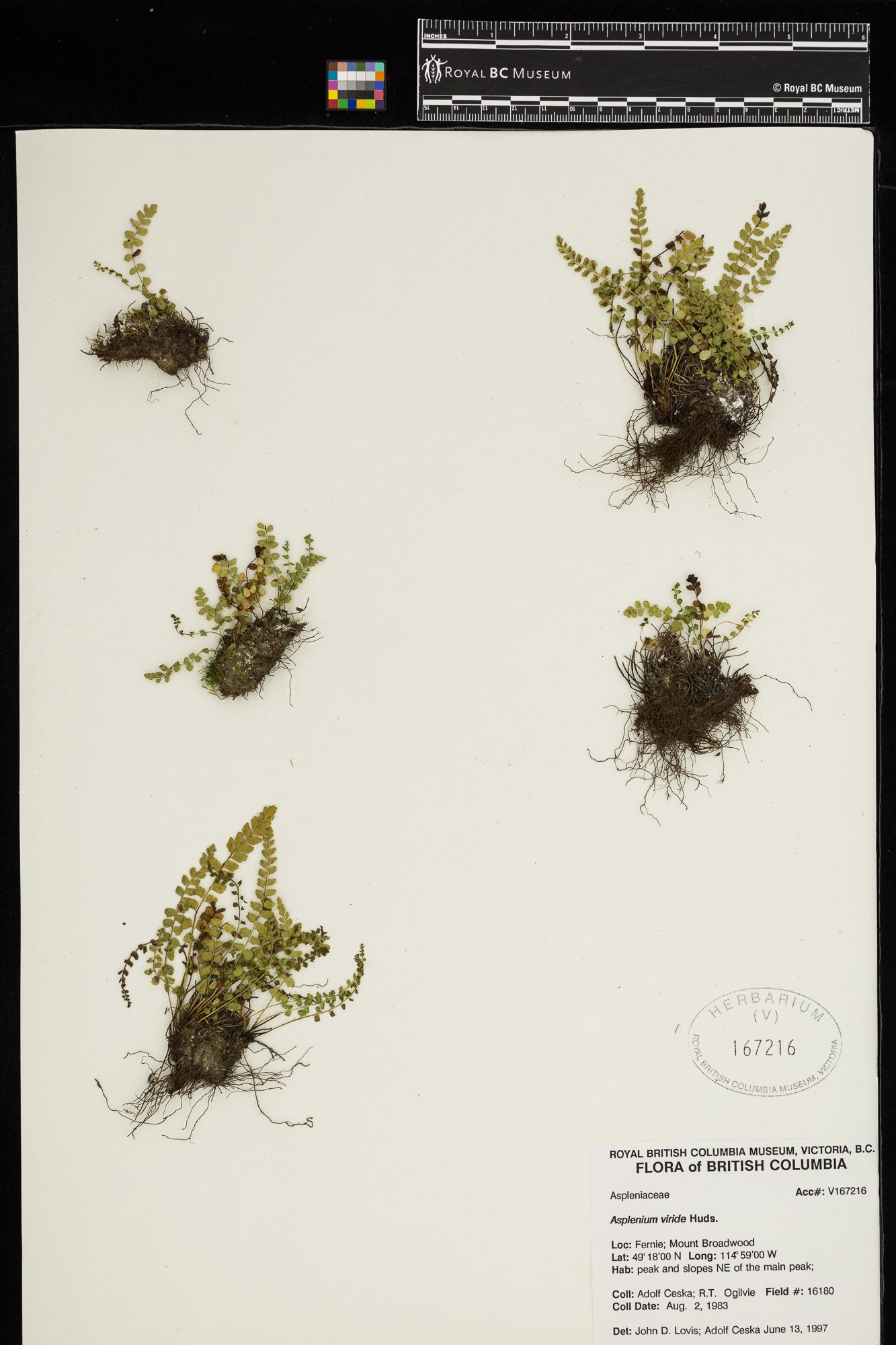 Image representing Asplenium viride.