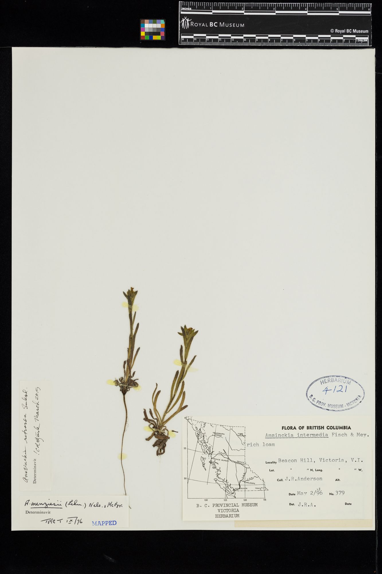 Image representing Amsinckia retrorsa.