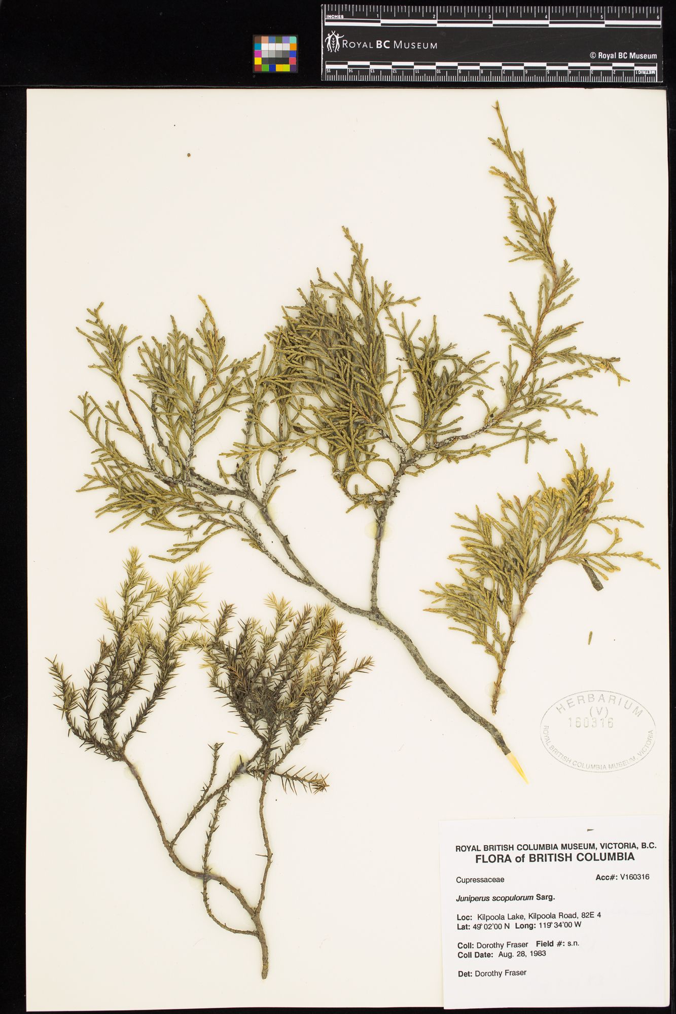 Image representing Juniperus scopulorum.