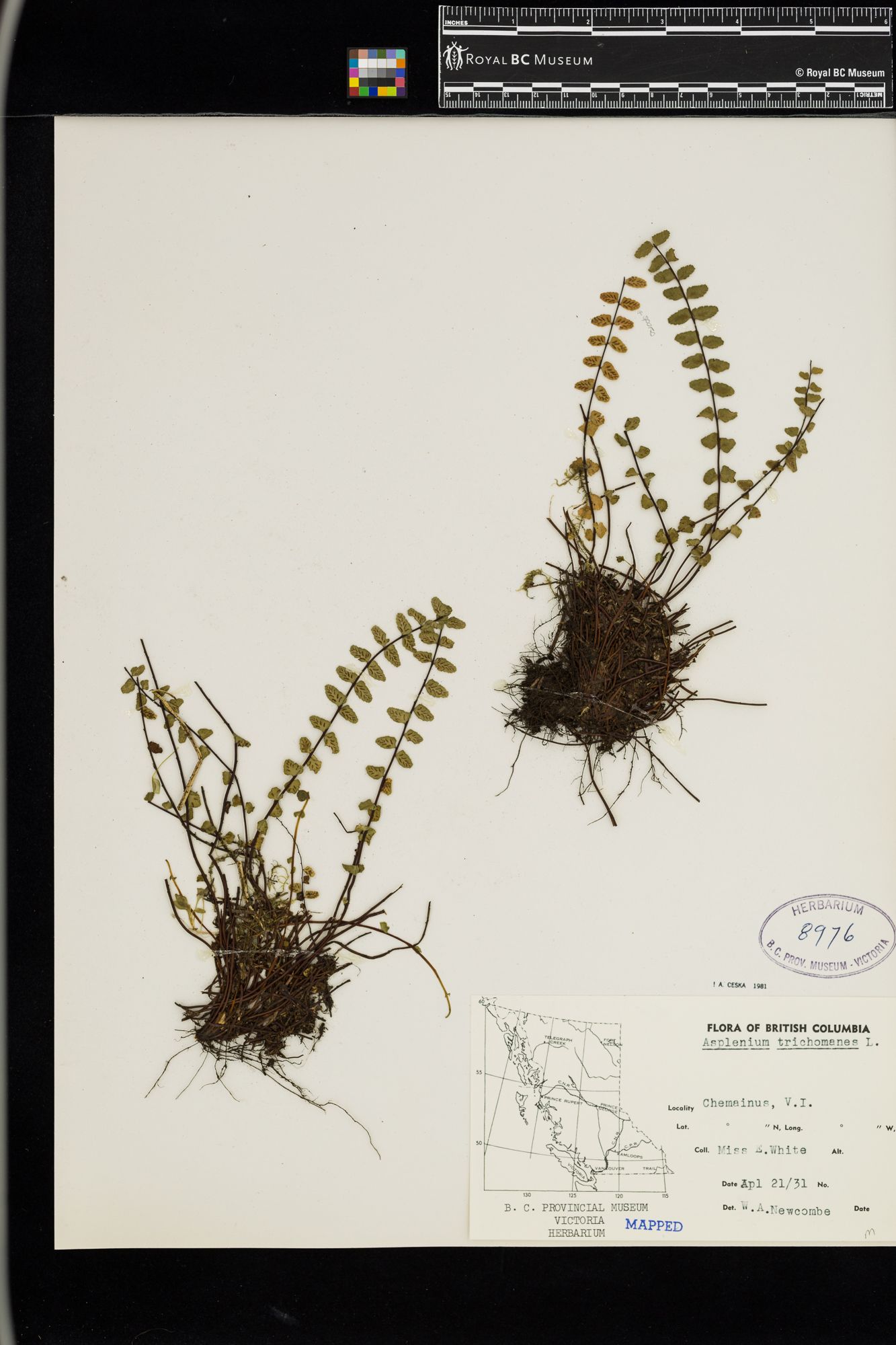 Image representing Asplenium trichomanes.