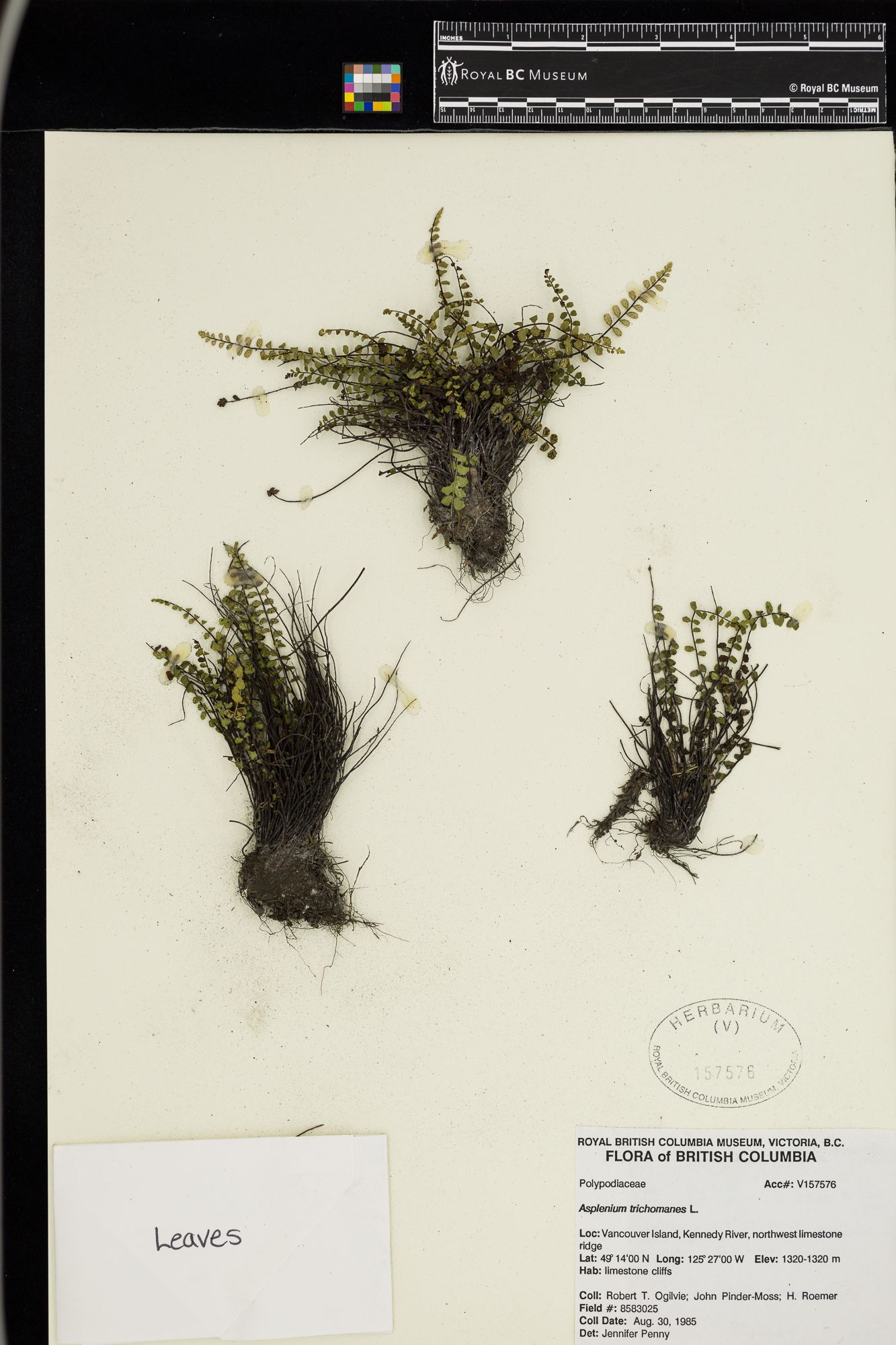 Image representing Asplenium trichomanes.