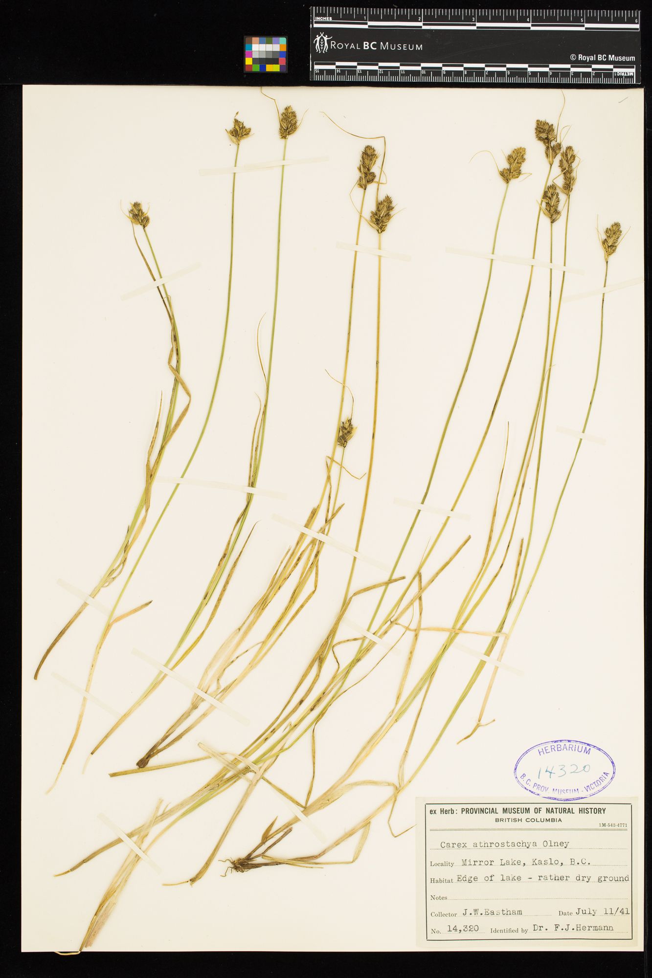 Image representing Carex athrostachya.