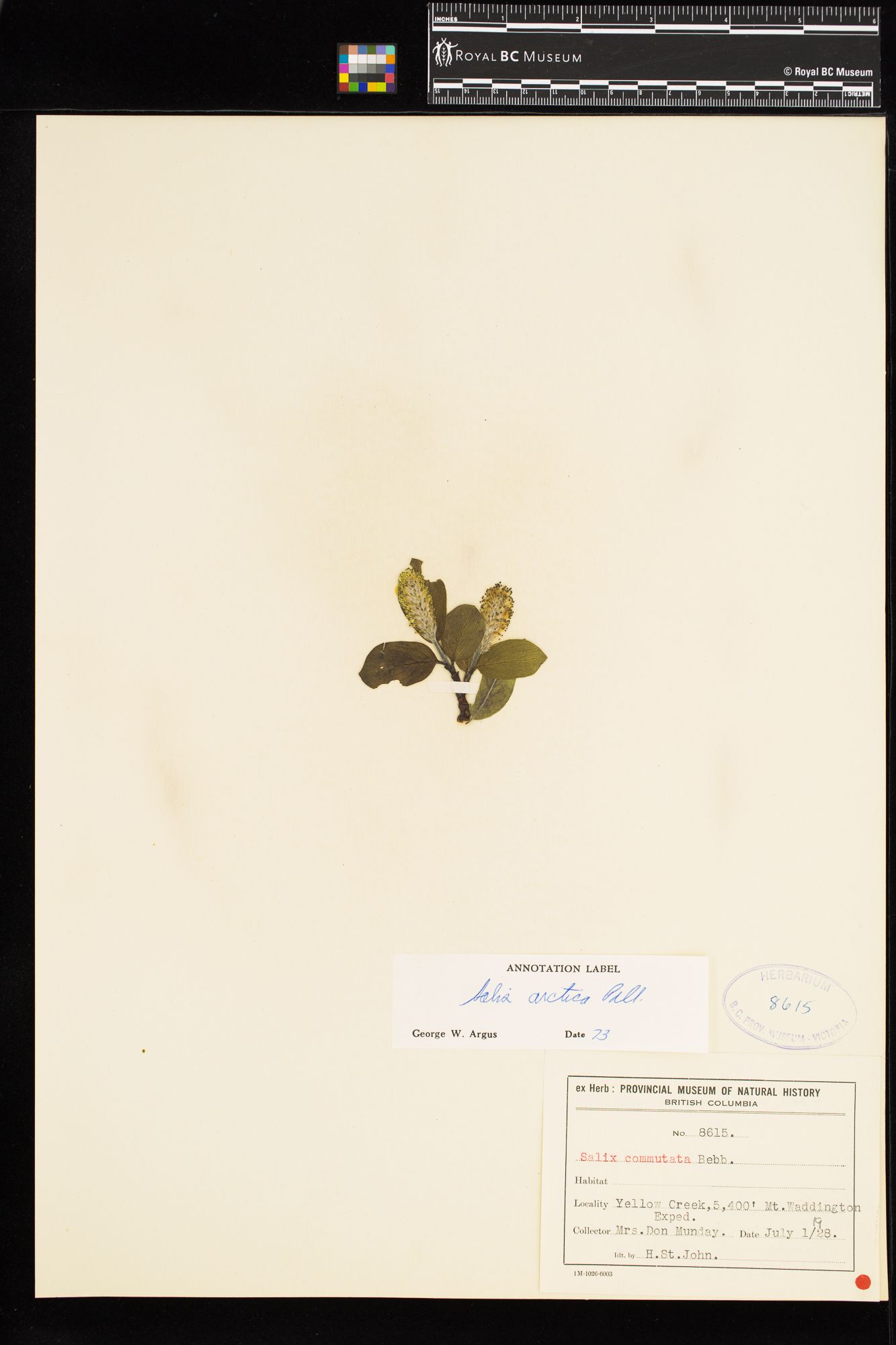 Image representing Salix arctica.