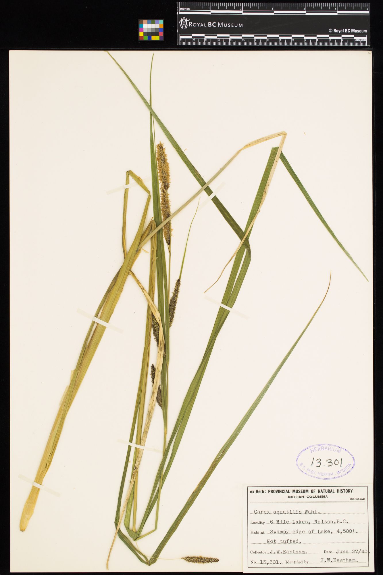 Image representing Carex aquatilis.