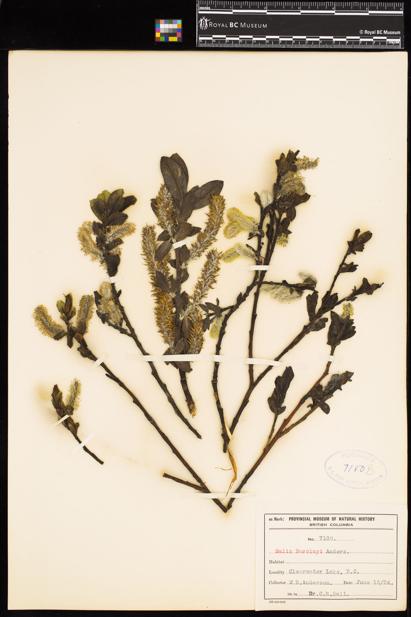 Image representing Salix barclayi.