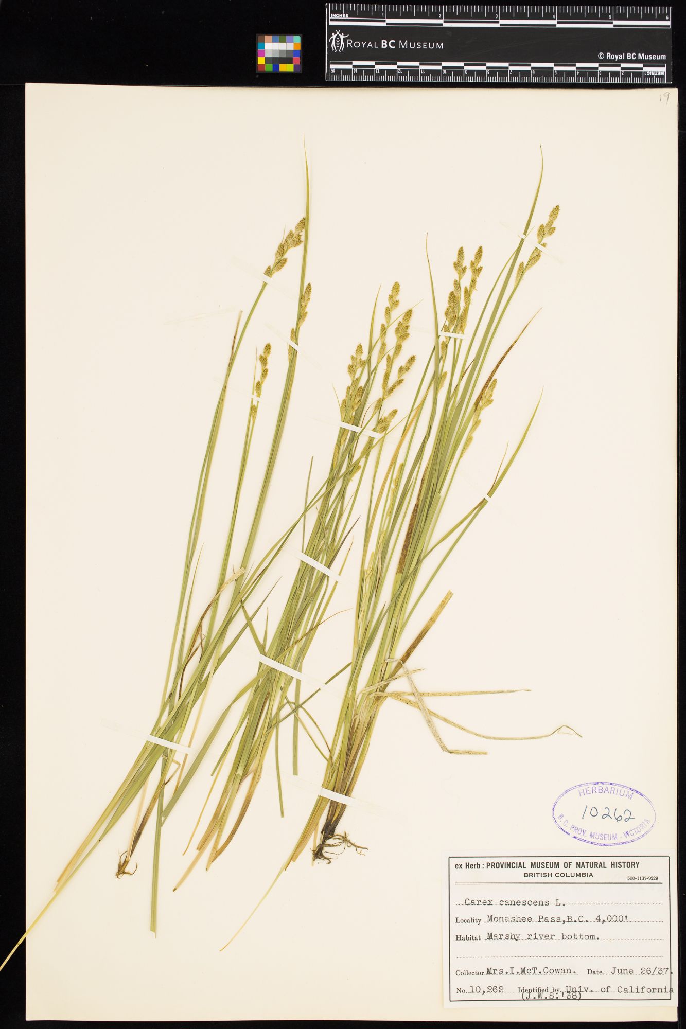Image representing Carex canescens.