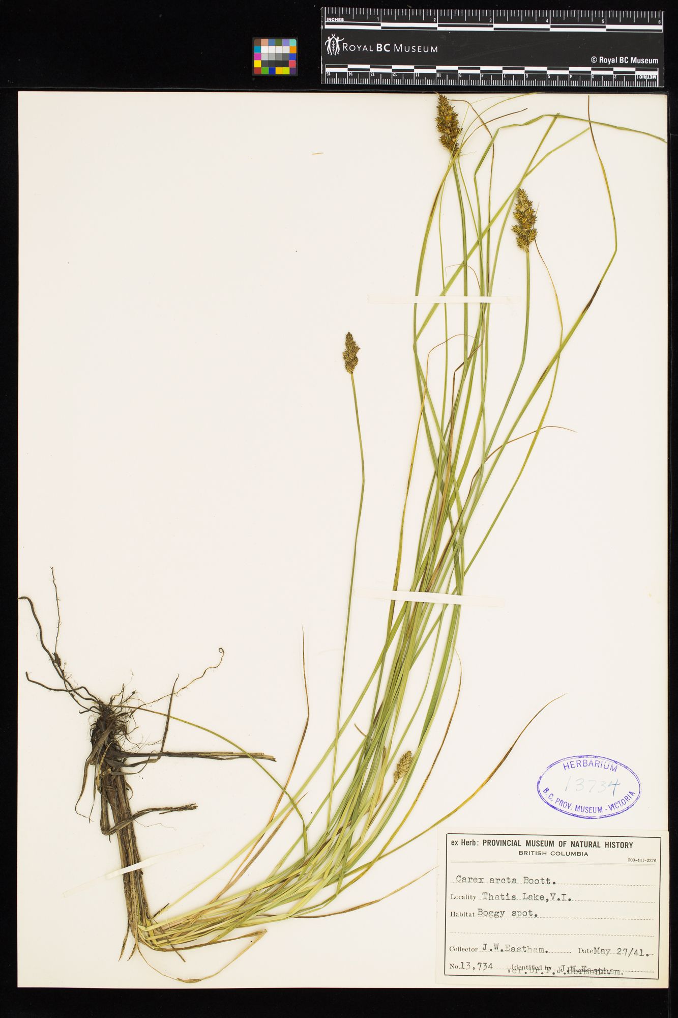 Image representing Carex arcta.