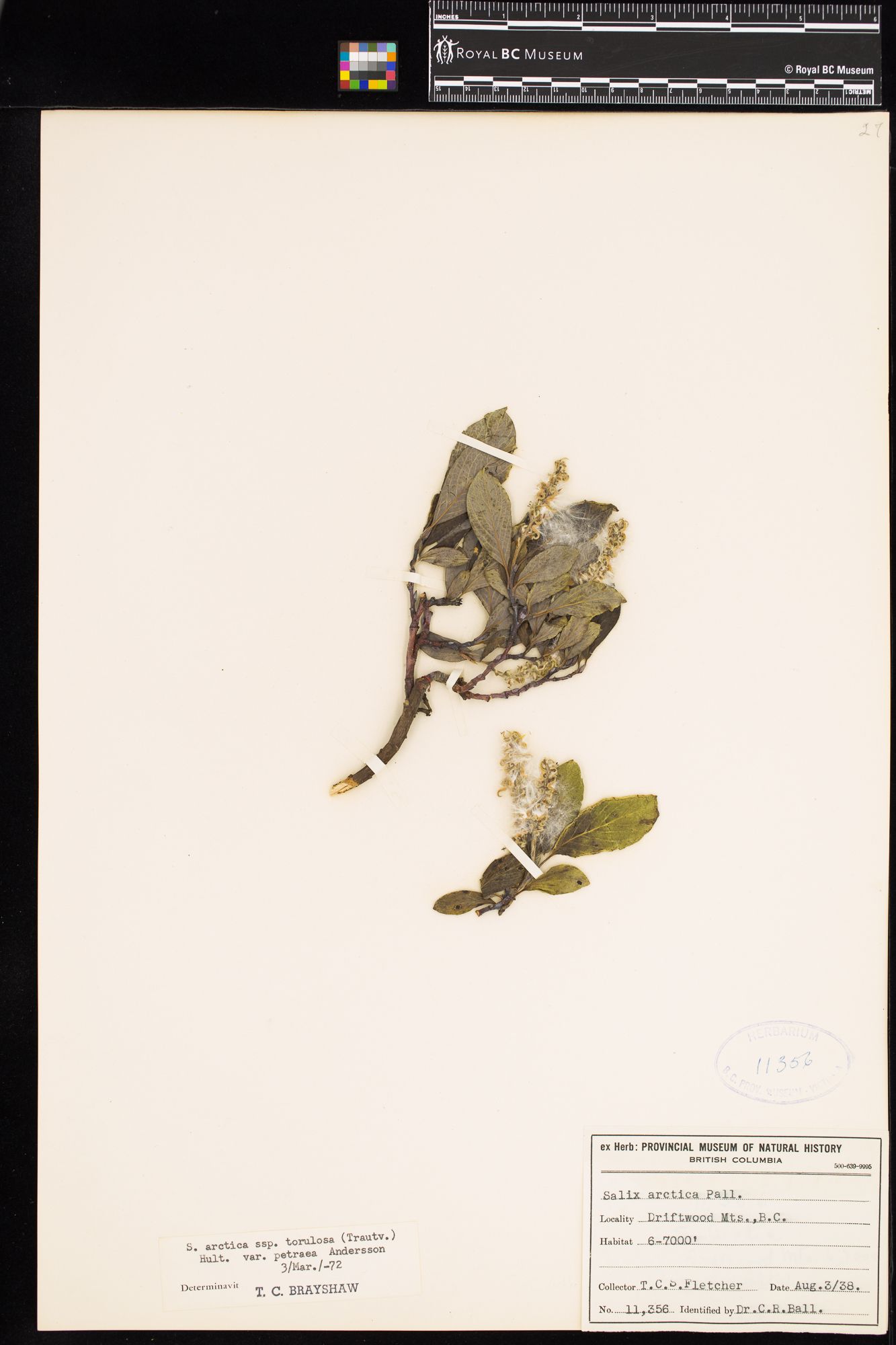 Image representing Salix arctica ssp. torulosa.