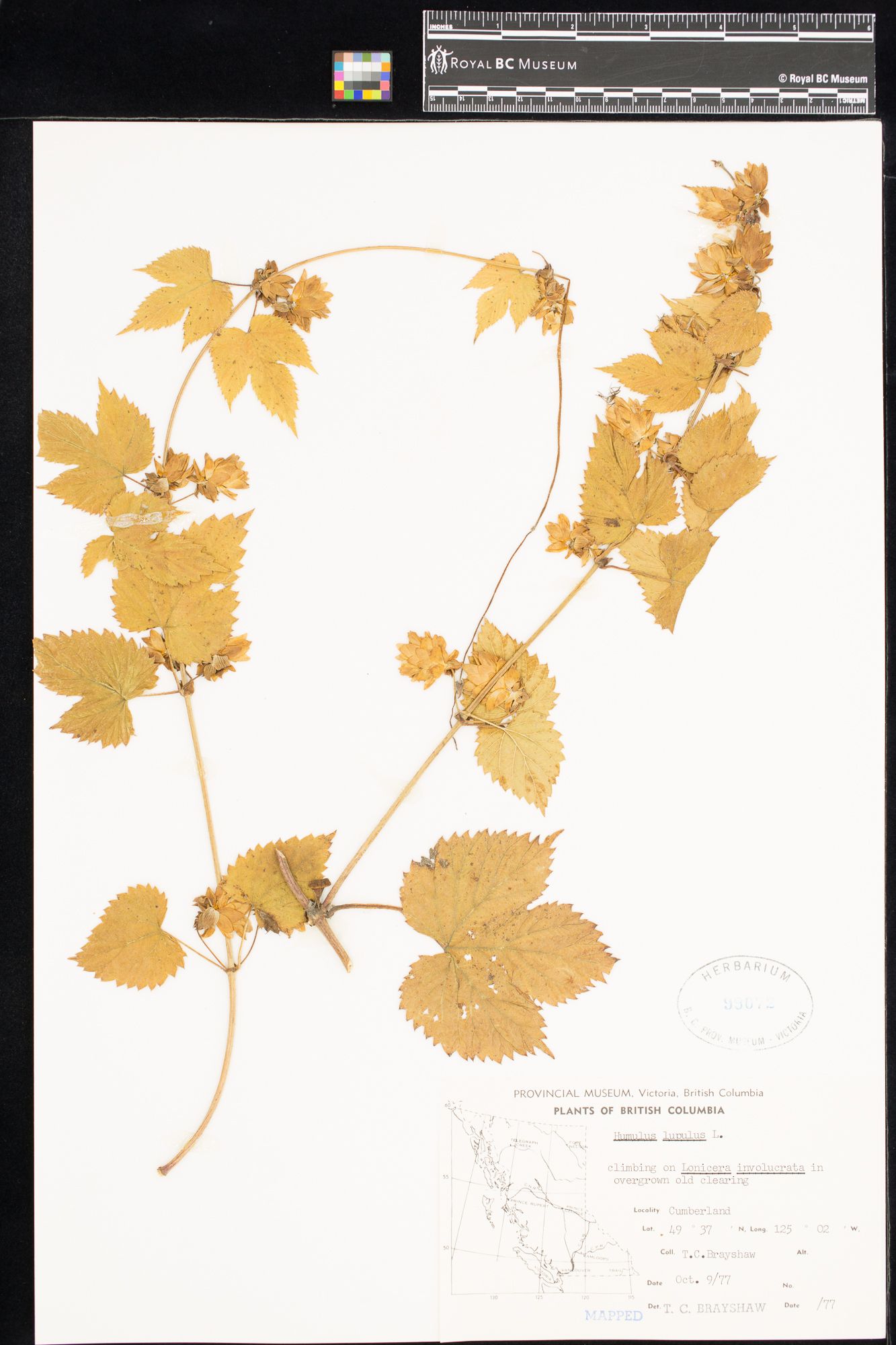 Image représentant Humulus lupulus