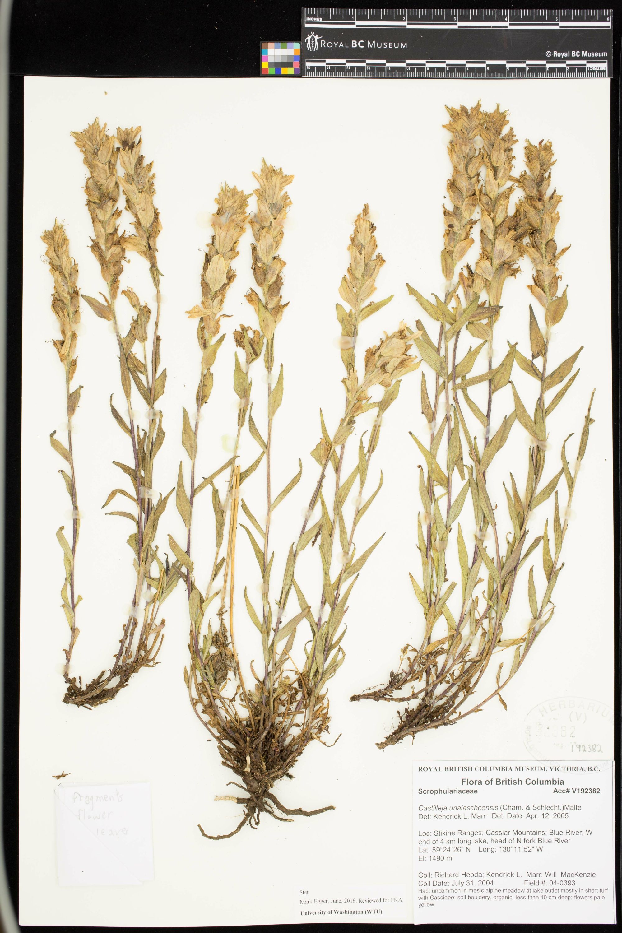 Image representing Castilleja unalaschcensis.