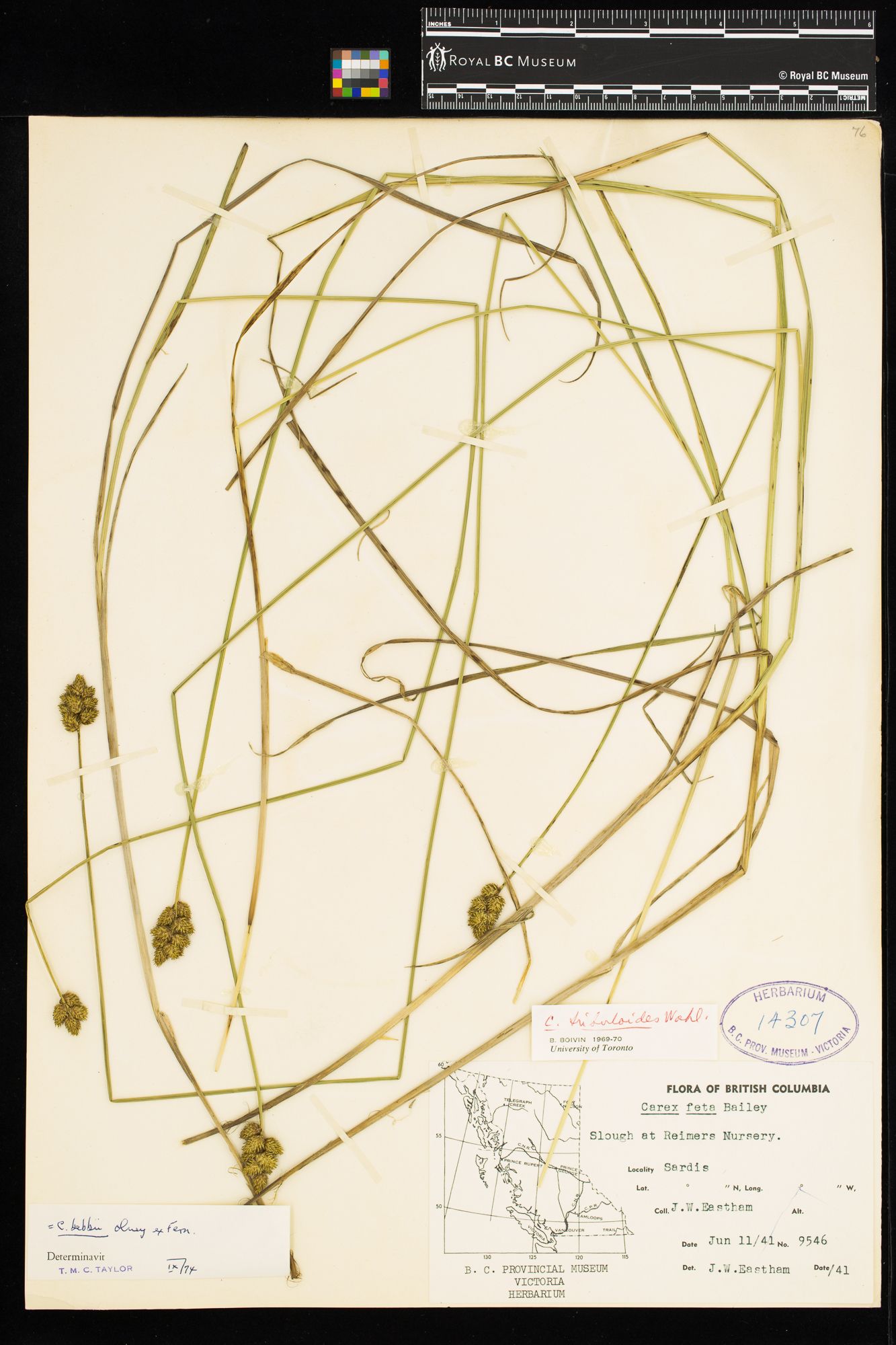 Image representing Carex bebbii.