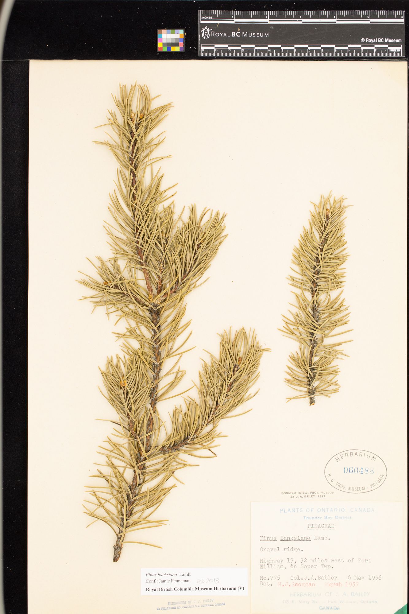 Image representing Pinus banksiana.