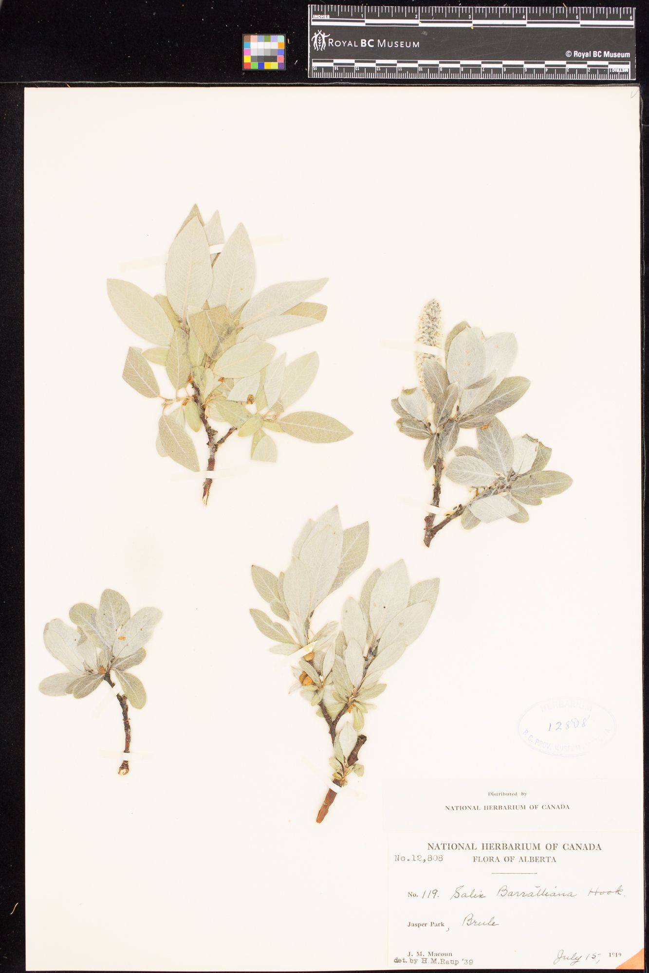 Image representing Salix barrattiana.