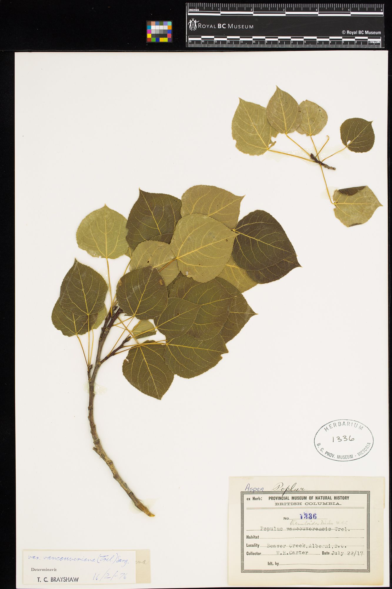 Image représentant Populus tremuloides var. vancouveriana