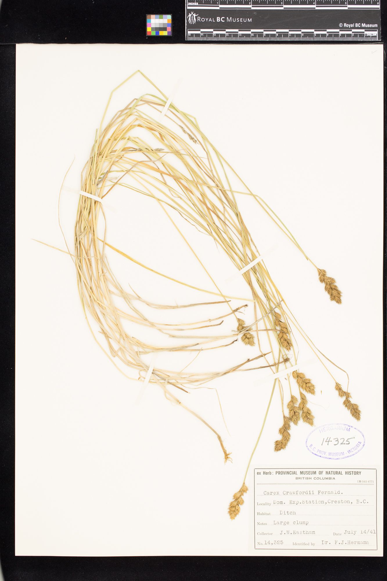 Image representing Carex crawfordii.