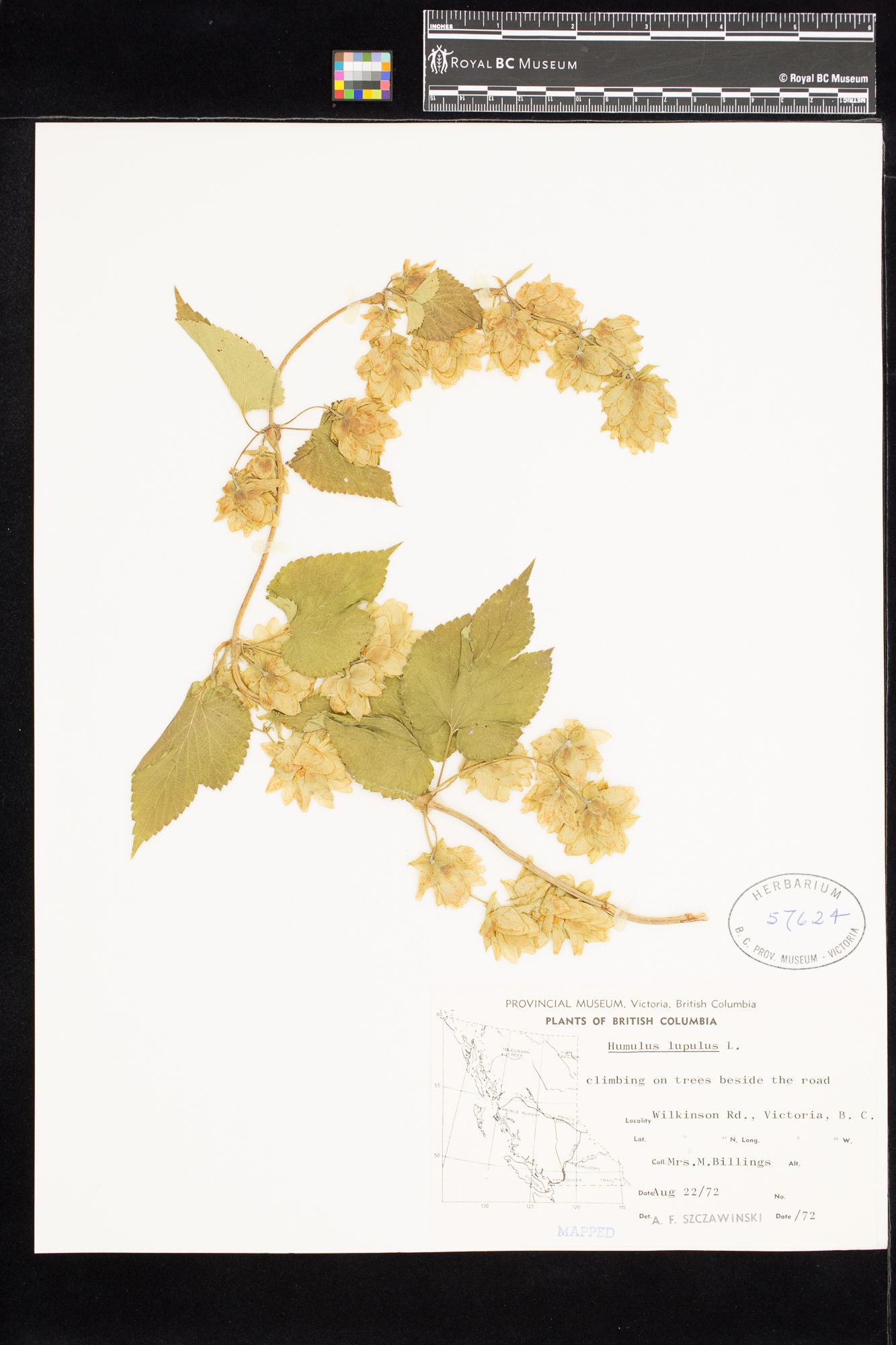 Image représentant Humulus lupulus