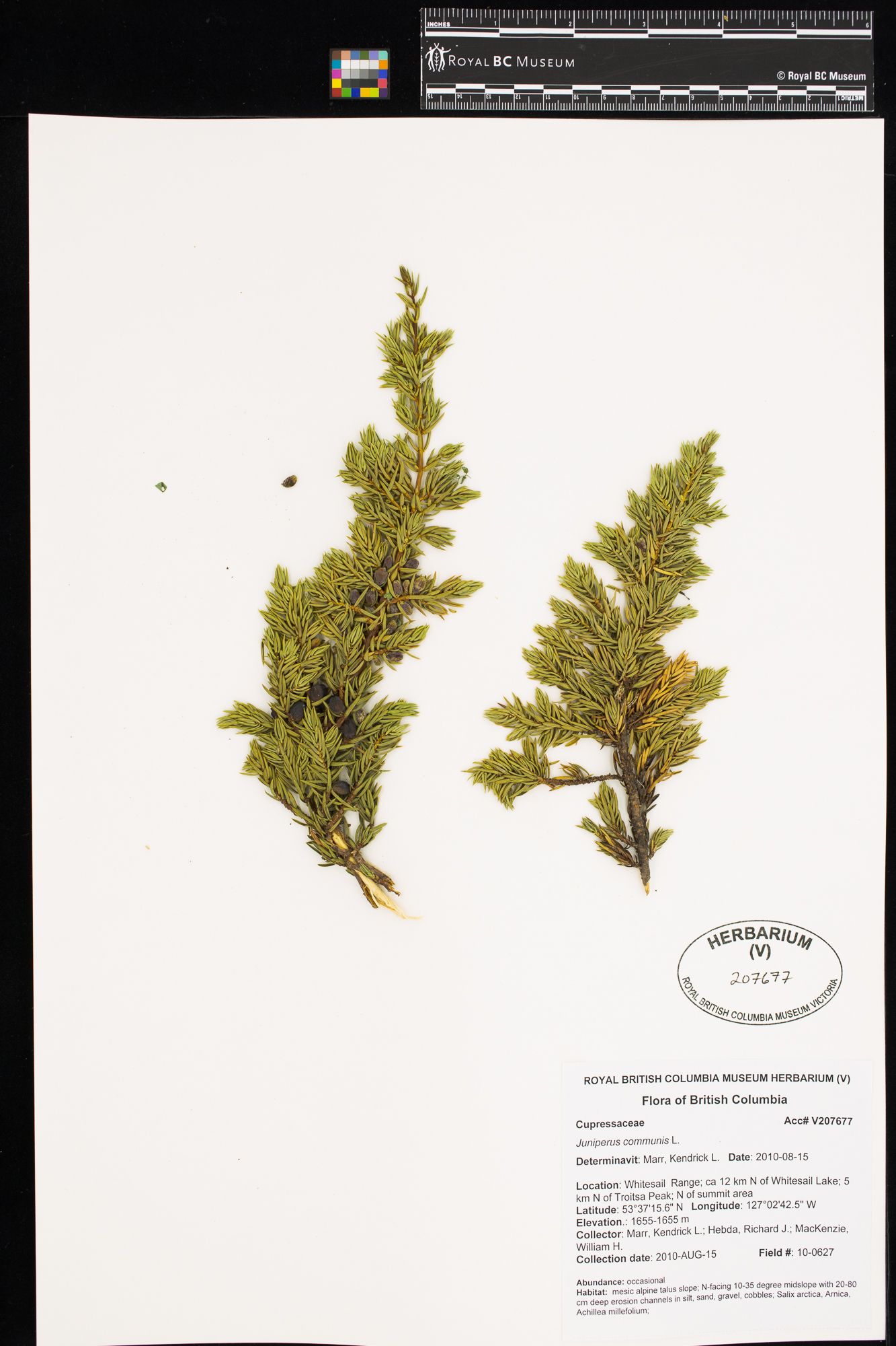 Image représentant Juniperus communis