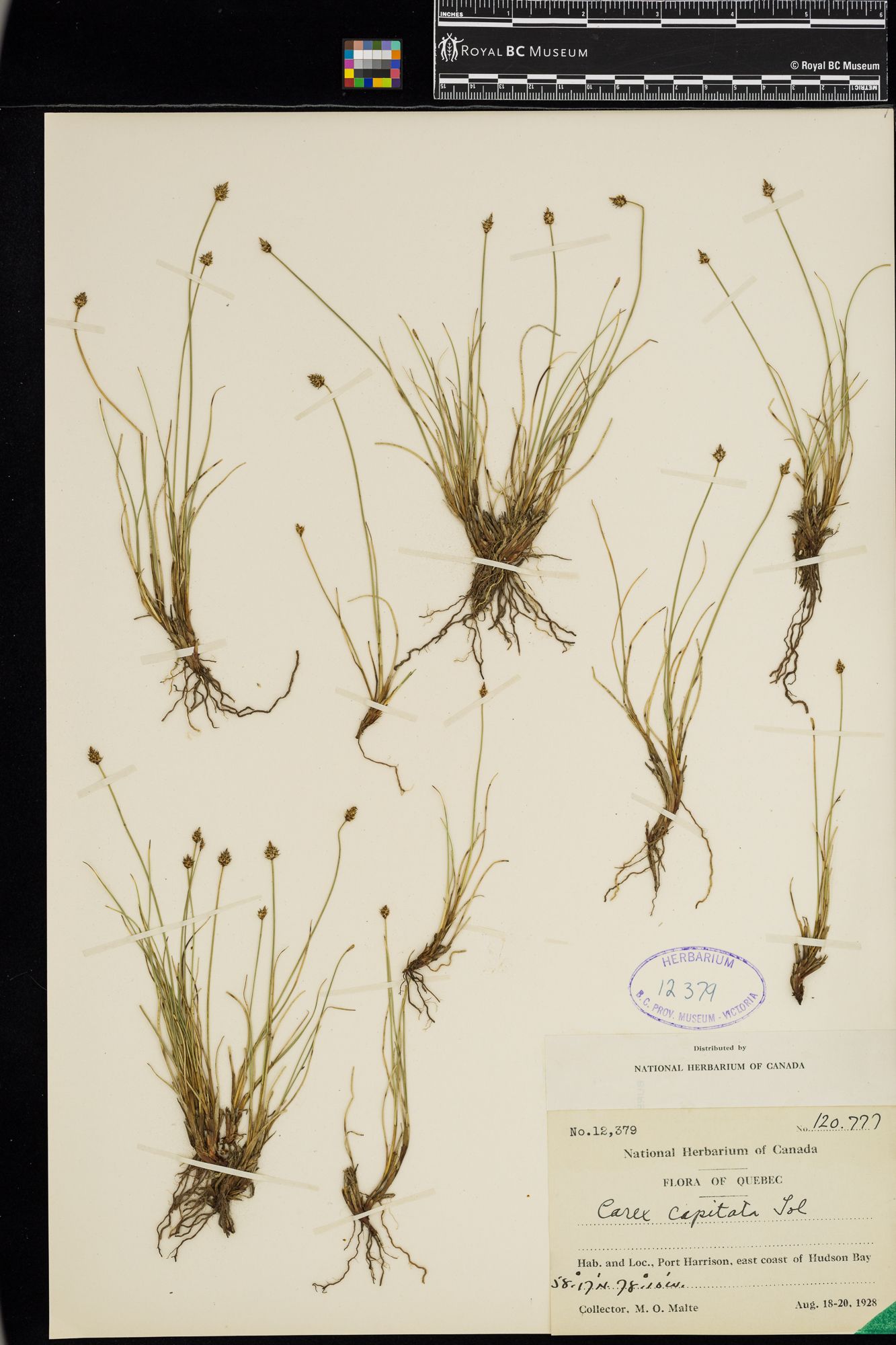 Image representing Carex capitata.