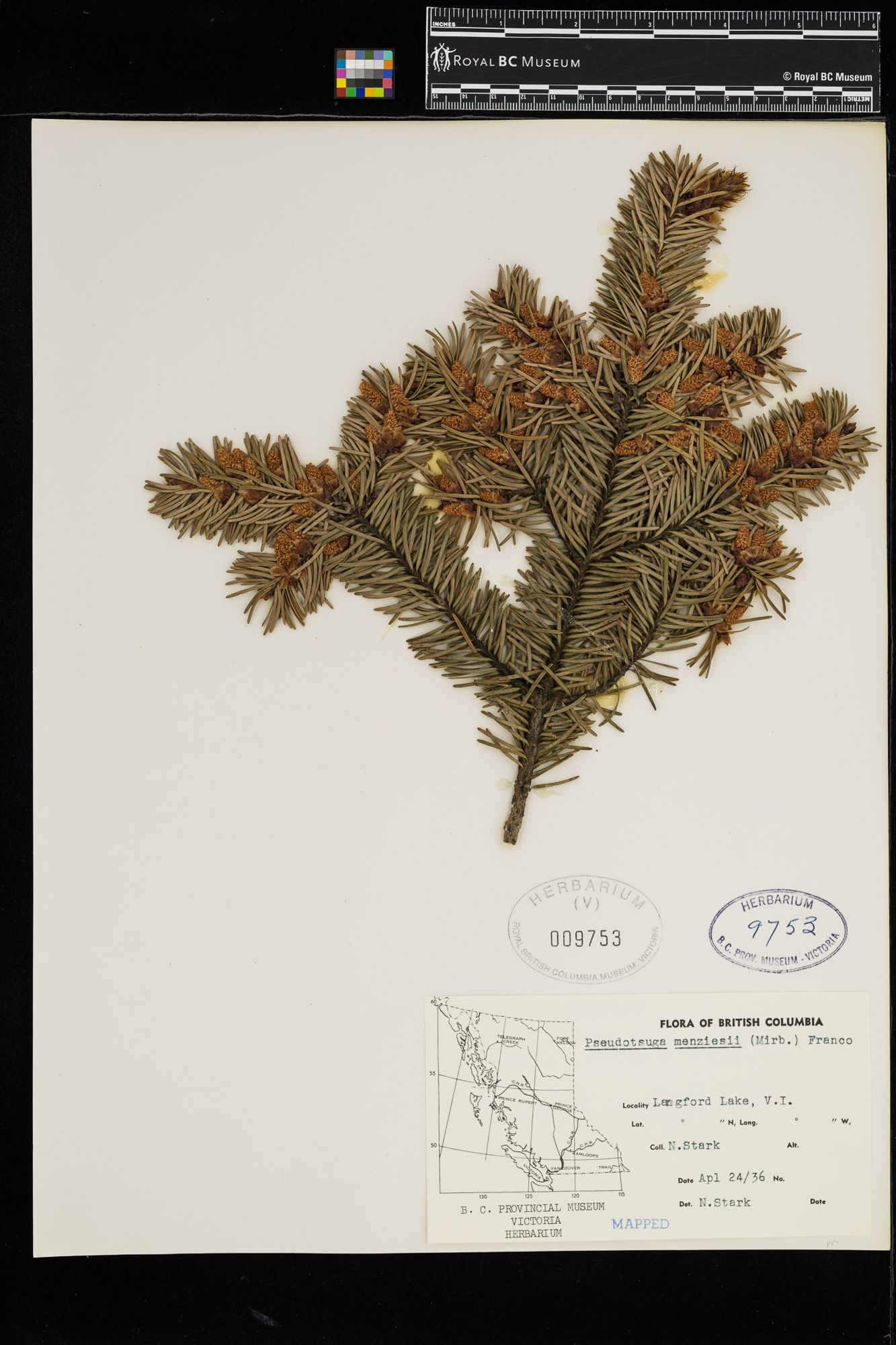 Image representing Pseudotsuga menziesii.