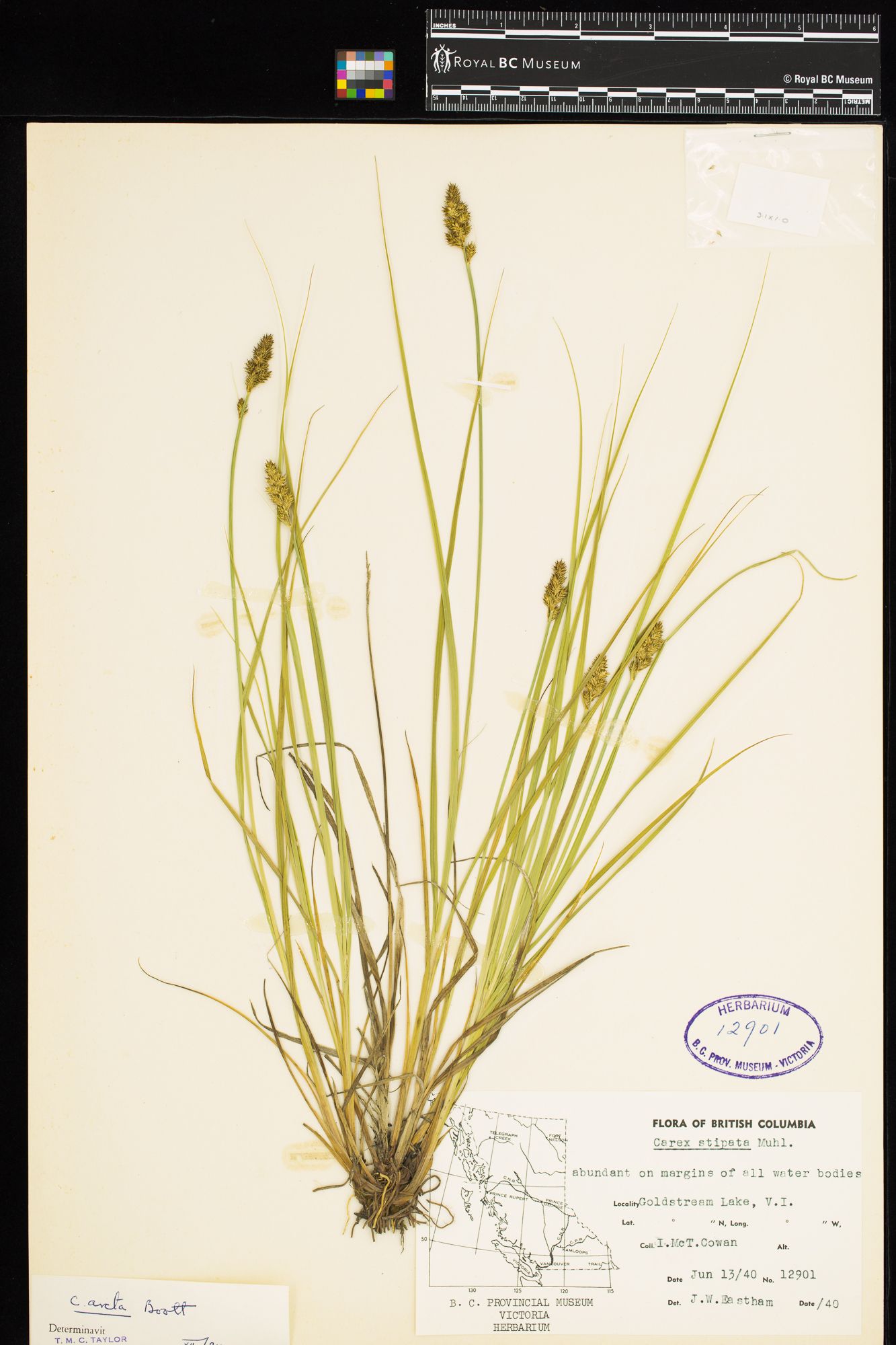 Image representing Carex arcta.