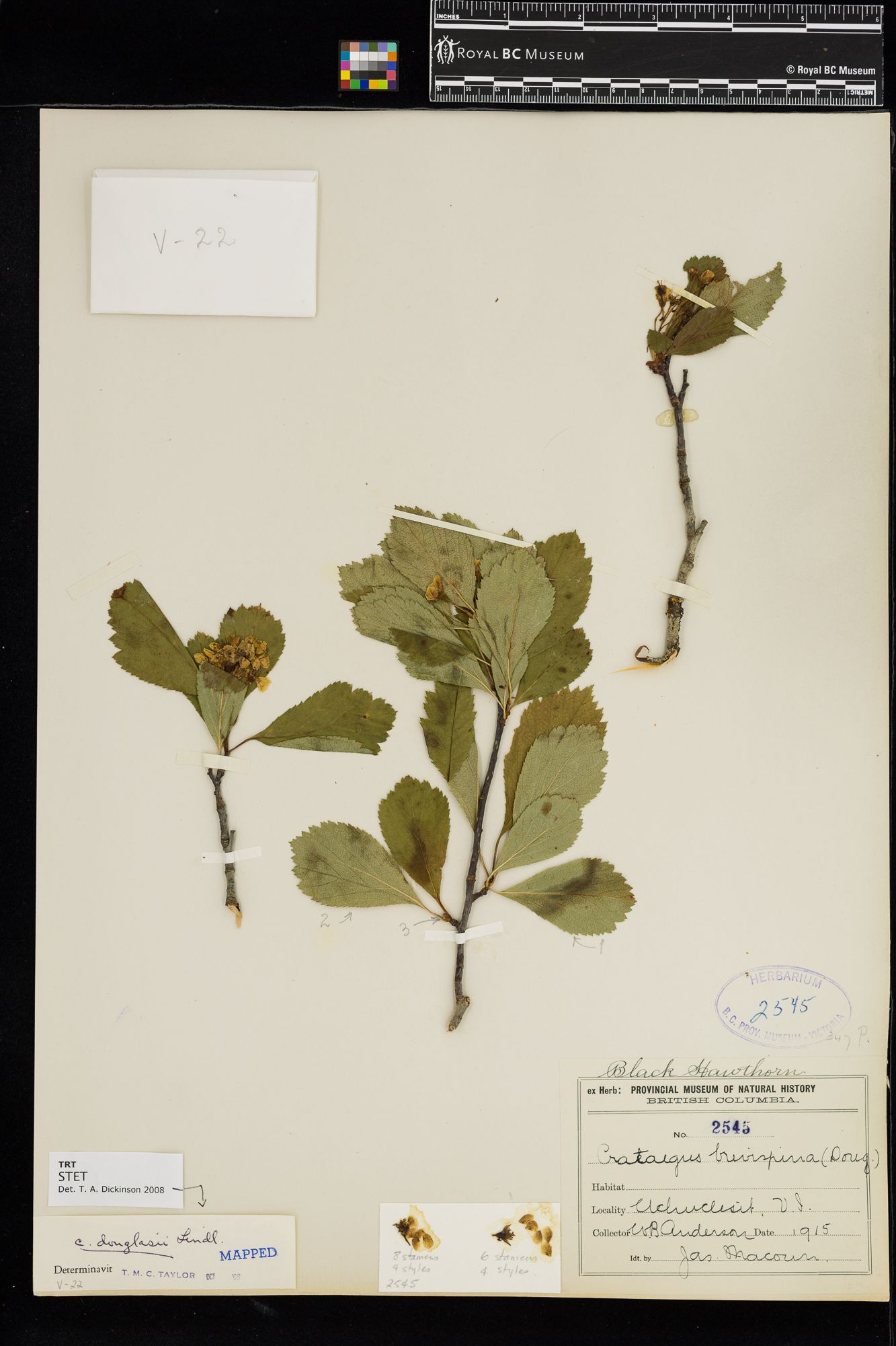 Image representing Crataegus douglasii.