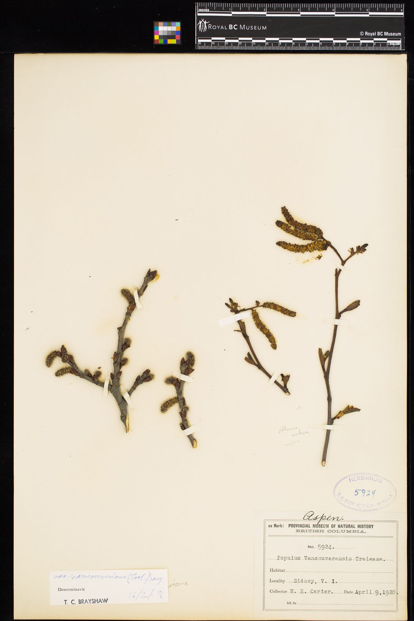 Image representing Populus tremuloides var. vancouveriana.