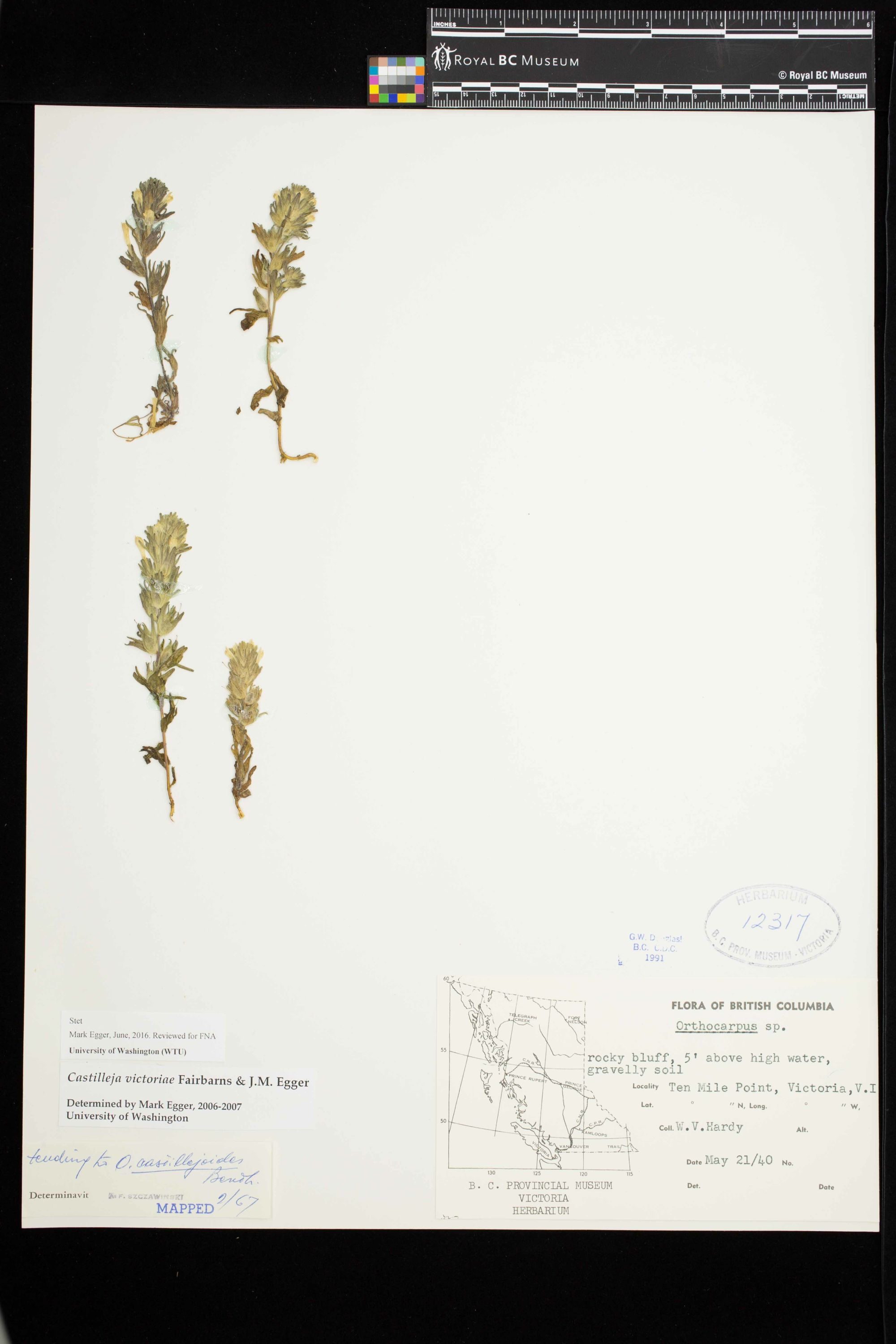 Image representing Castilleja victoriae.