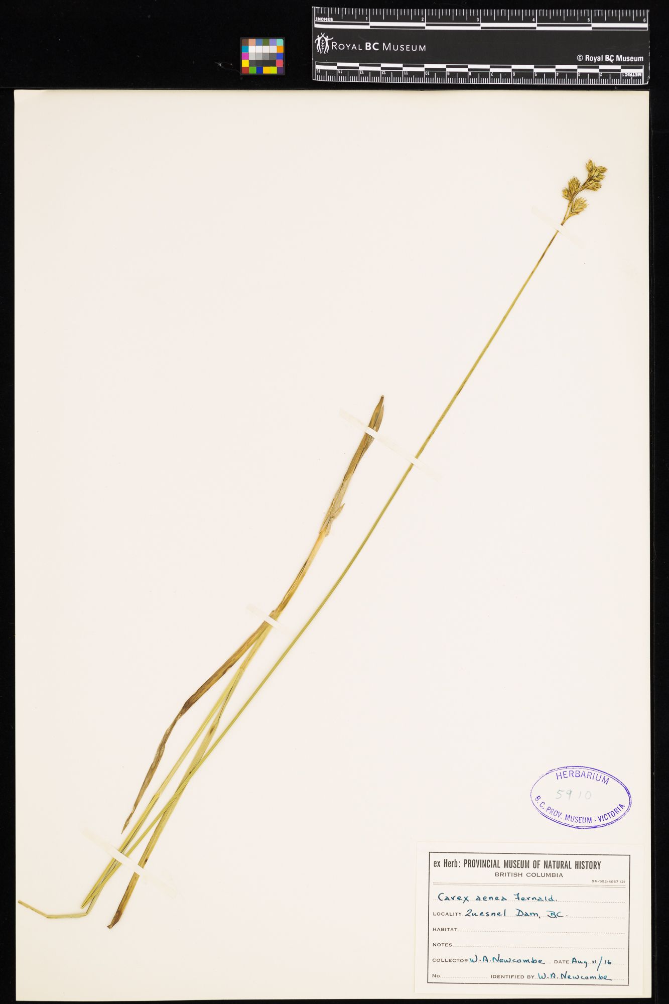 Image representing Carex aenea.